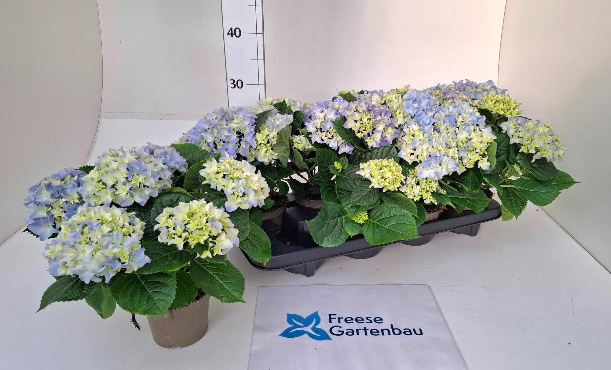 Hydrangea macrophylla, D 10