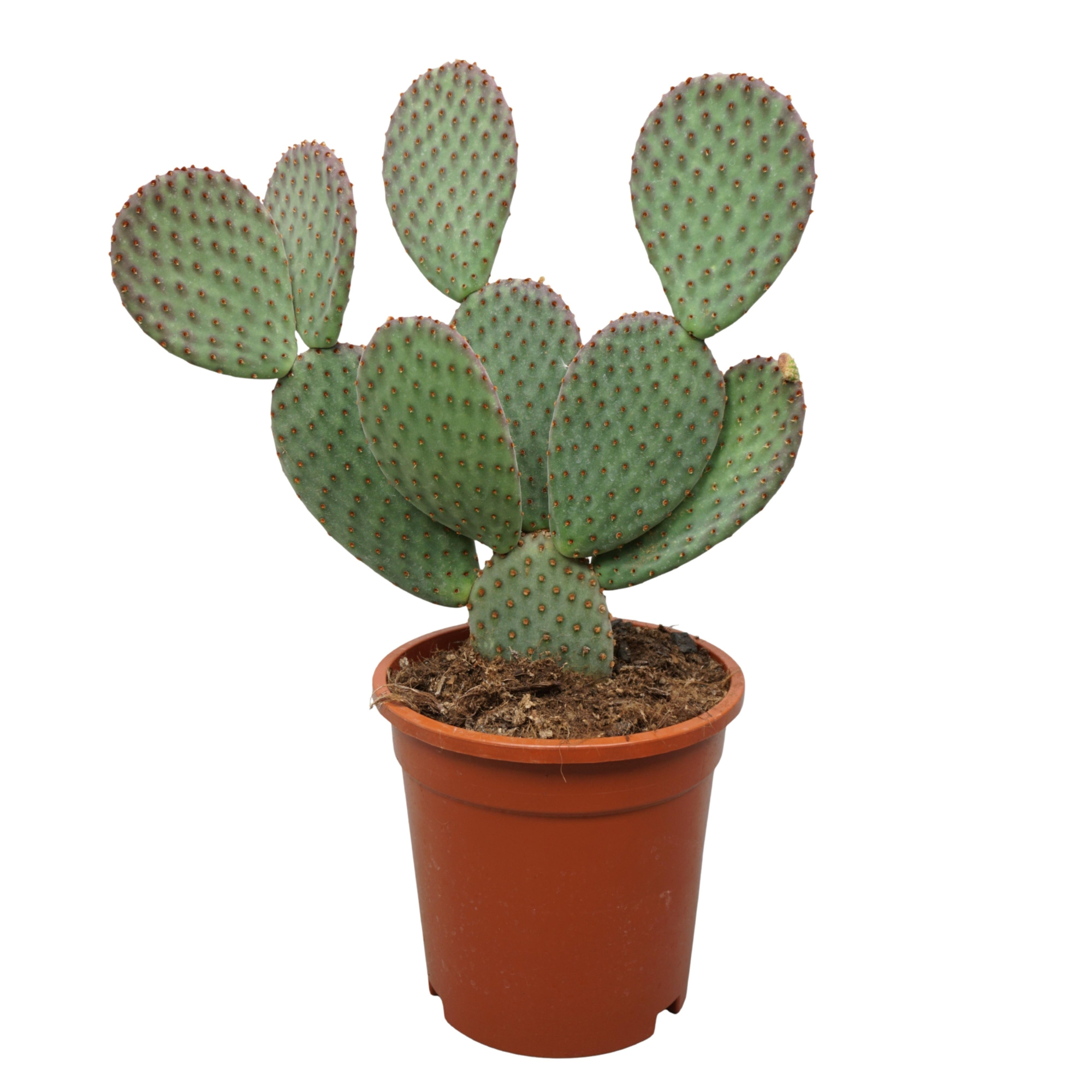 Opuntia macrocalyx 17 cm, D 17 cm