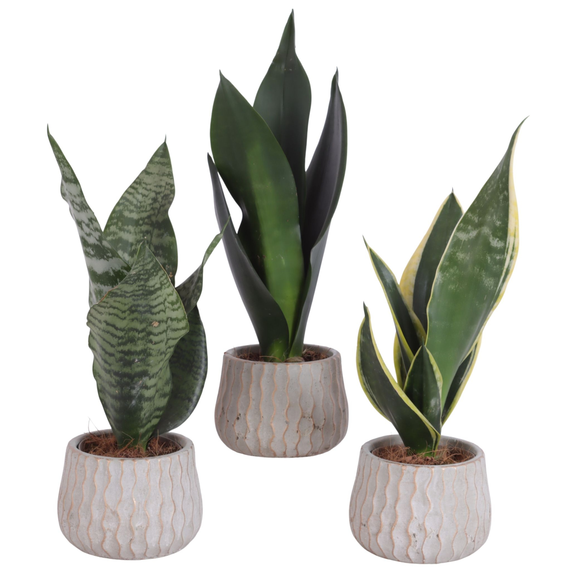 Sansevieria mix Ø09cm in Ø10cm Ceramic PL569, D 12