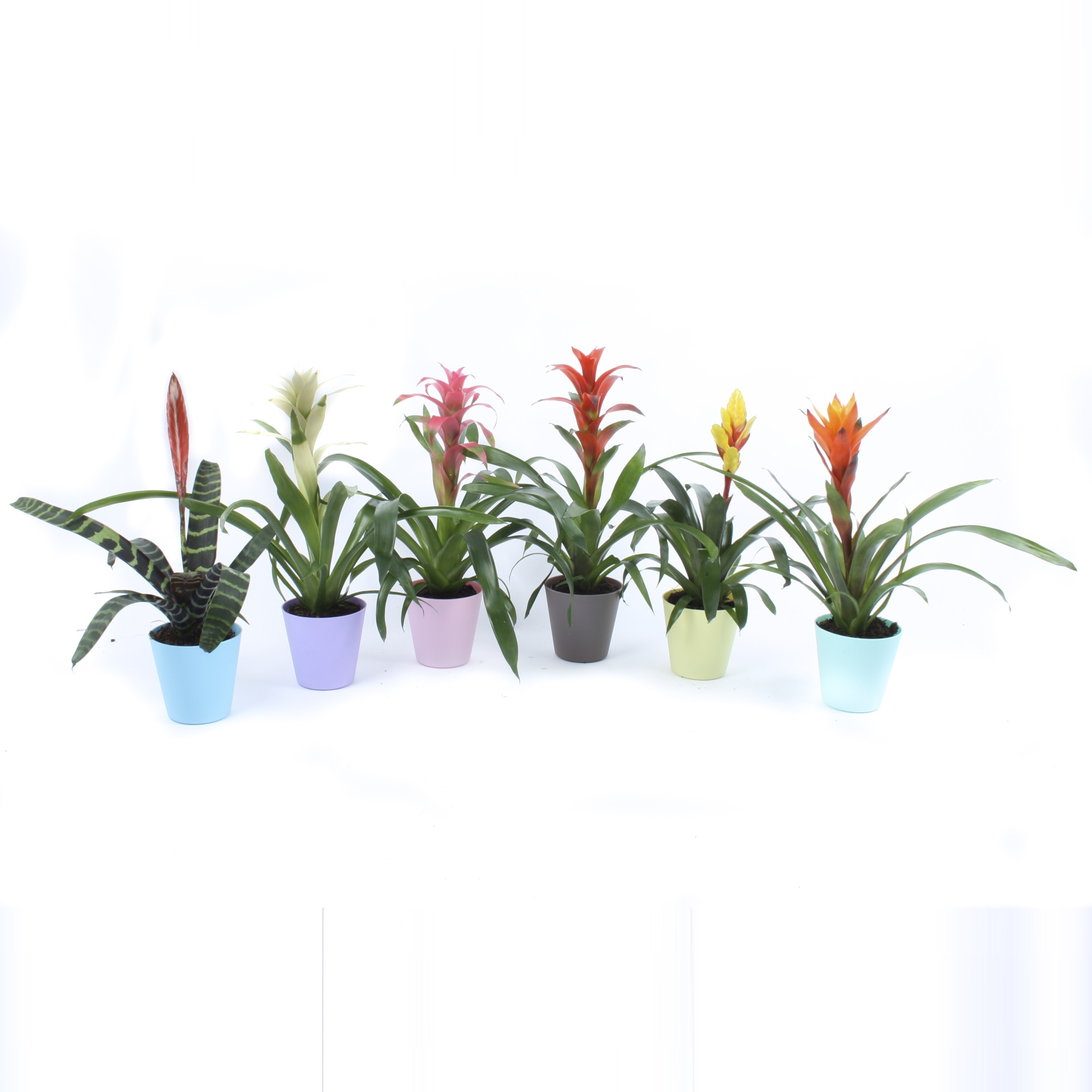 Bromelia mix in Kunstof pot Pastel, D 13 cm