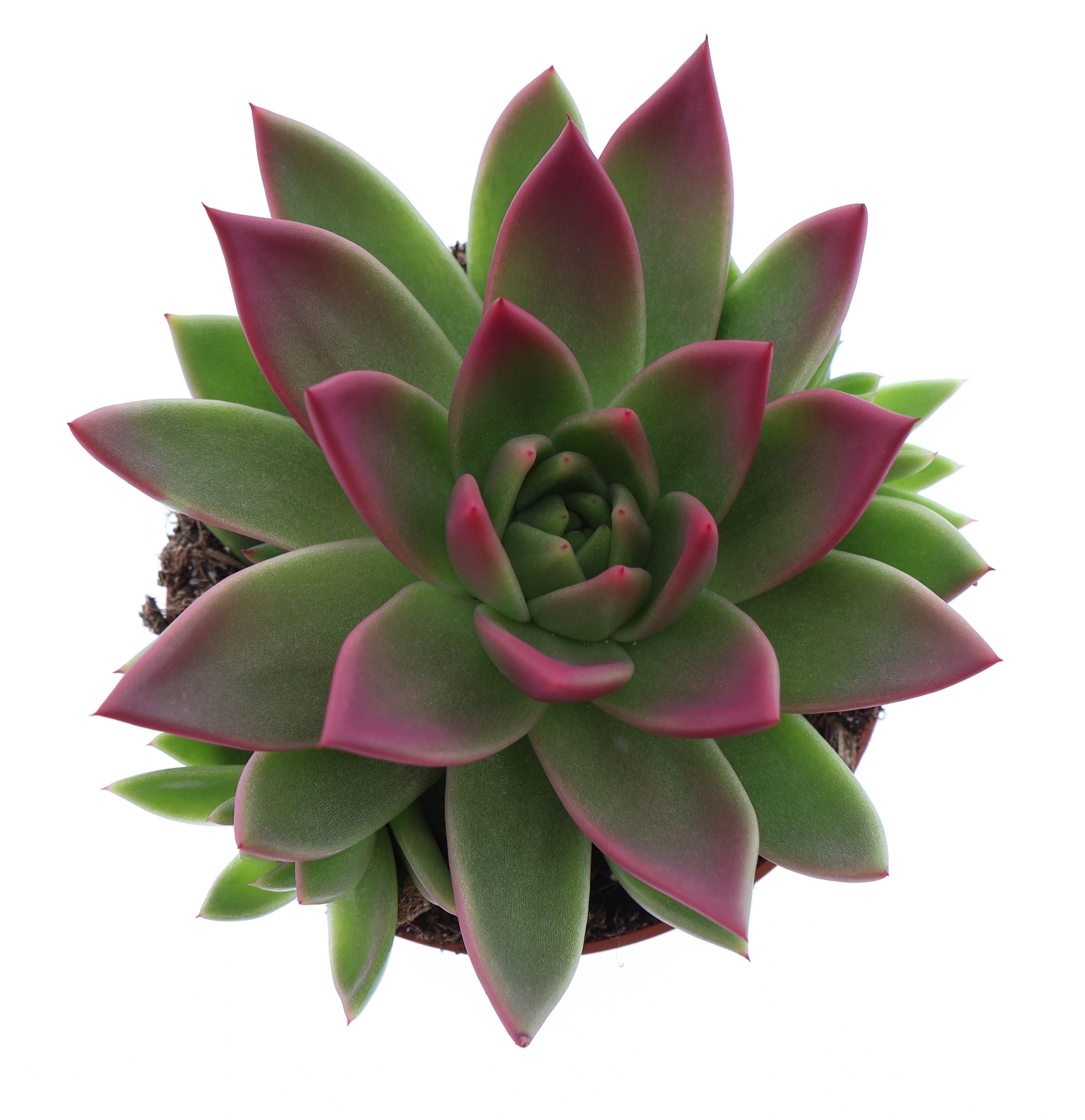 Miranda tips bordeaux red, D 10,5 cm