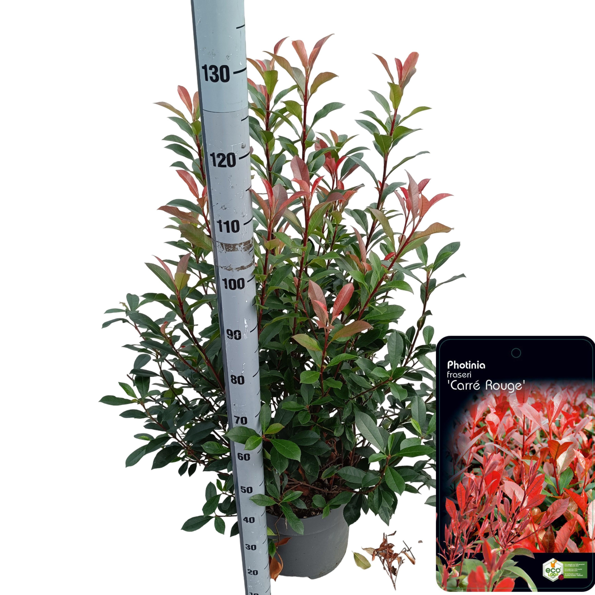 Photinia fras. 'Carré Rouge' C15, D 32 cm