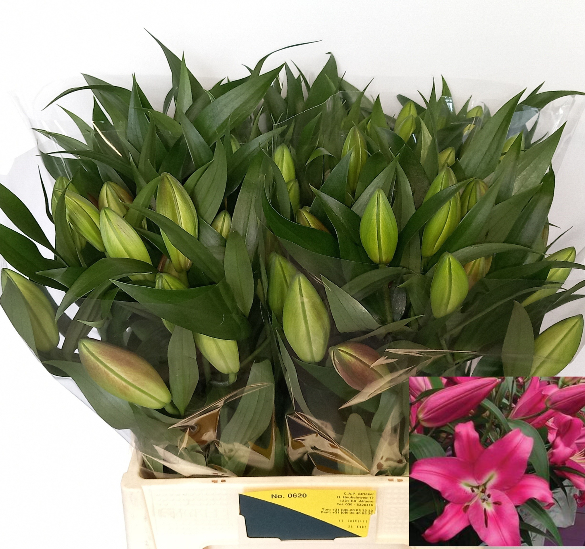 Лилия Корвет 65, шт.