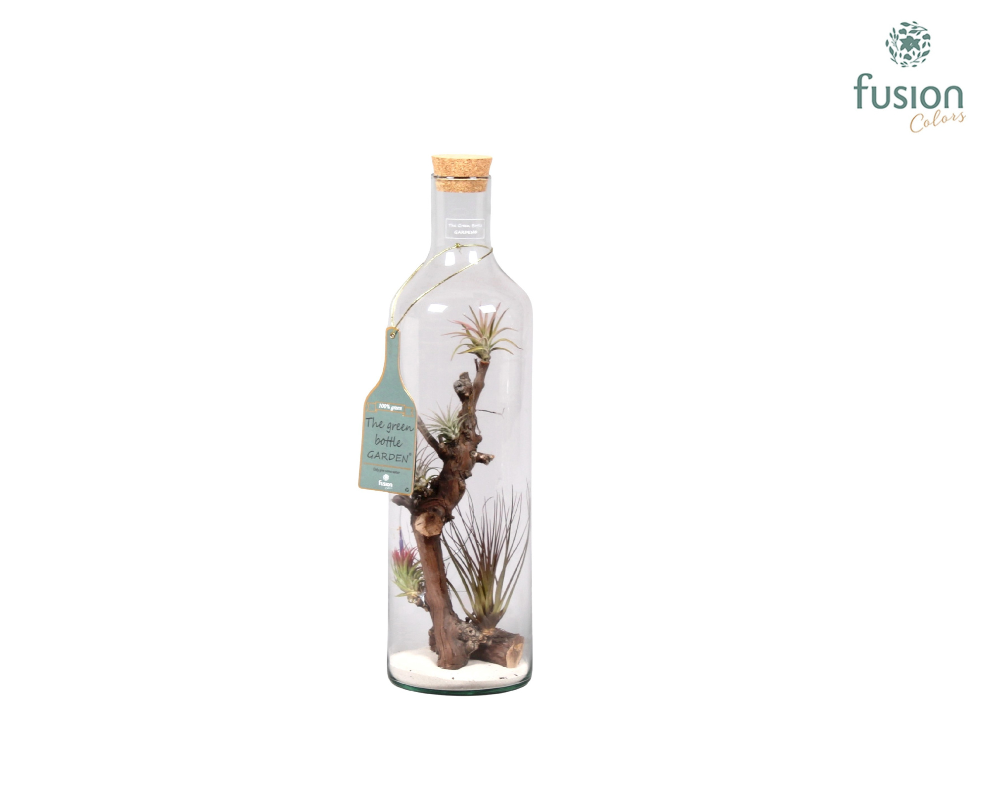 Green Bottle H55 groot met Tillandsia Air Plants, D 15