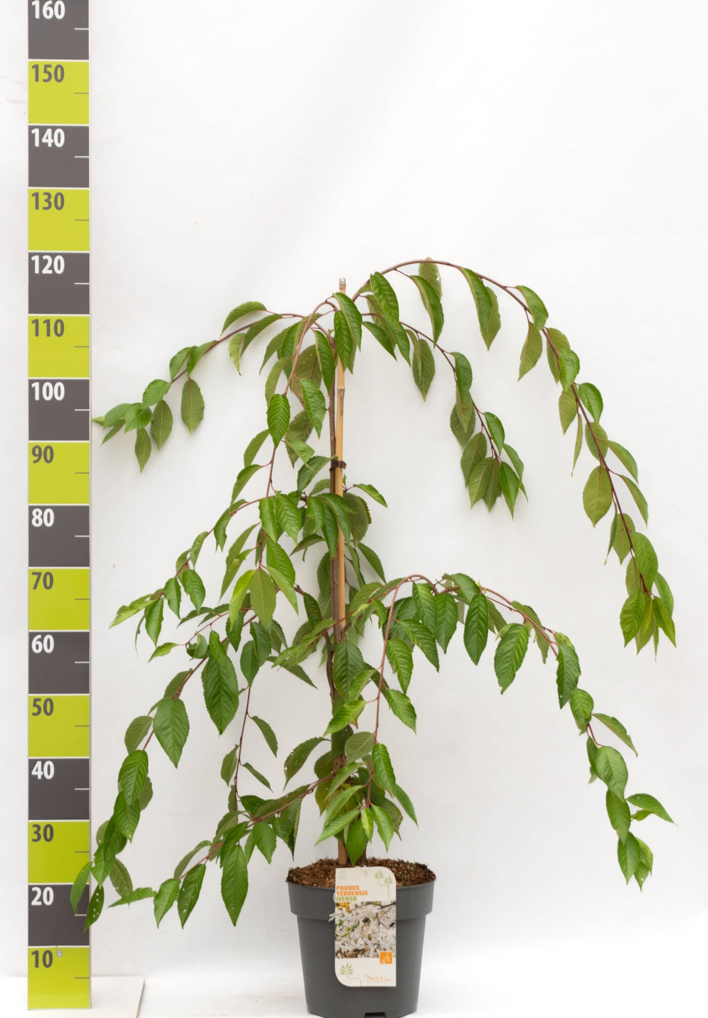 Prunus yedoensis 'Ivensii' C 7, D 27 cm