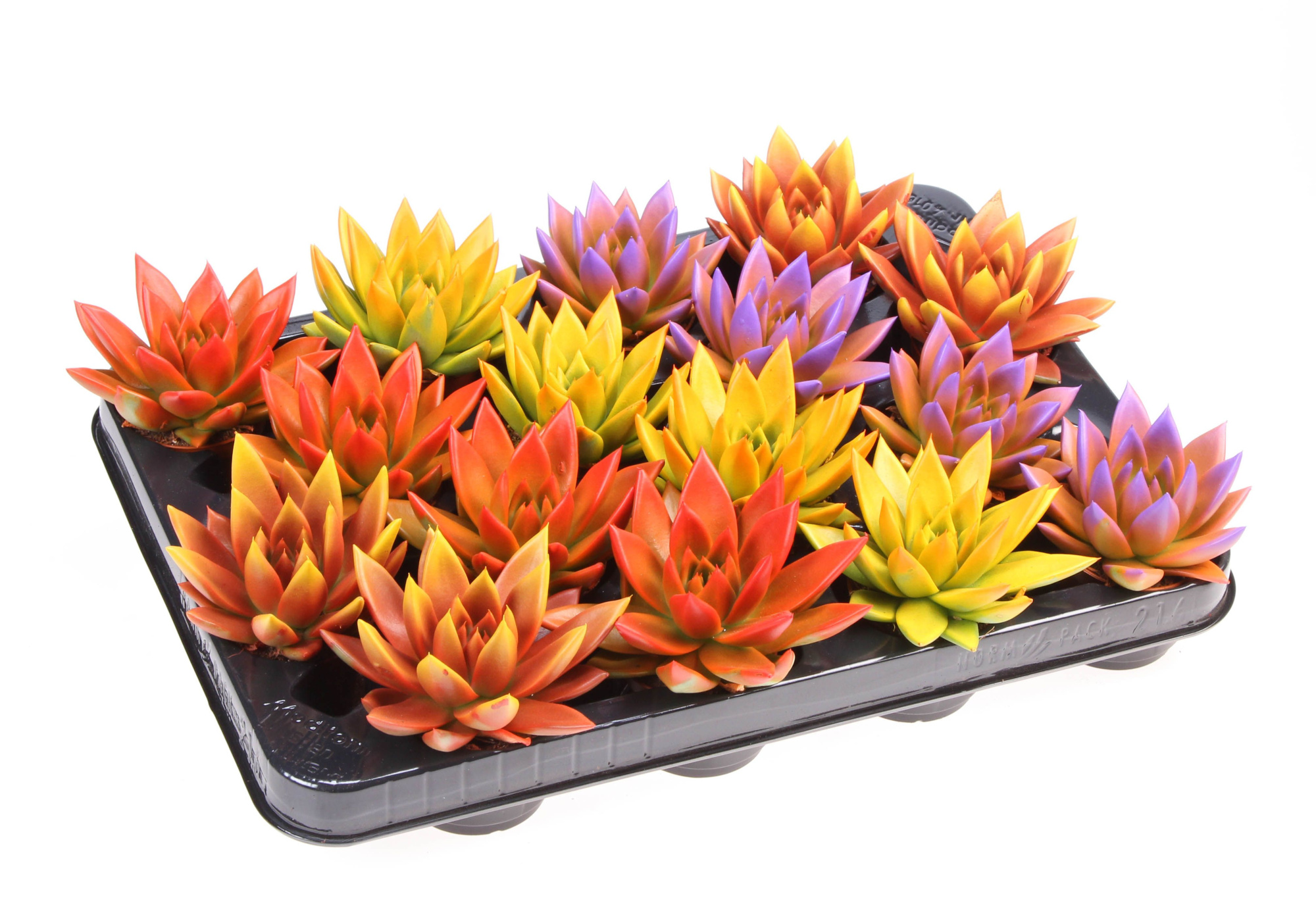 Rainbow bicolor, D 6 cm