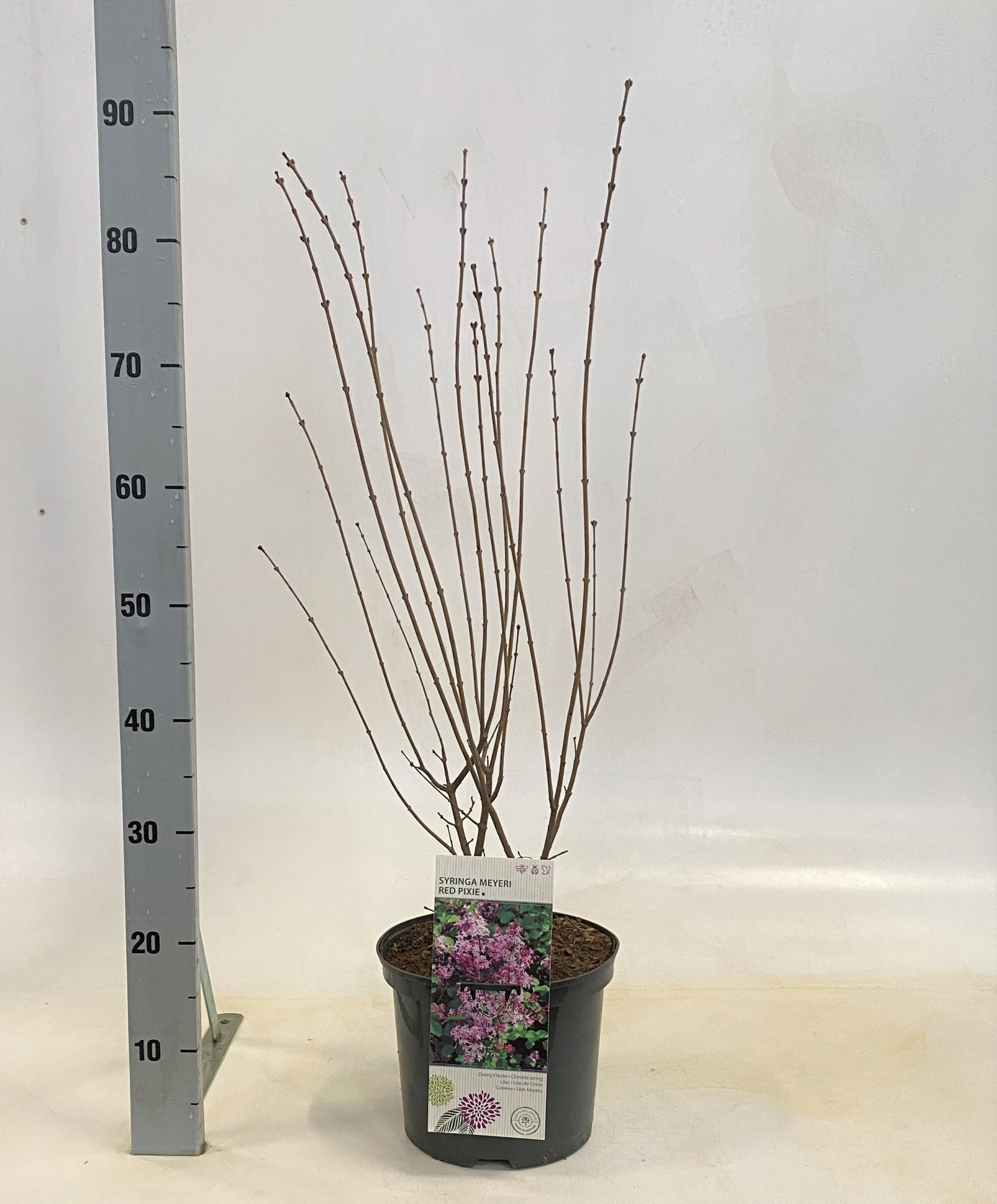 Syringa meyeri in Sorten, D 23 cm