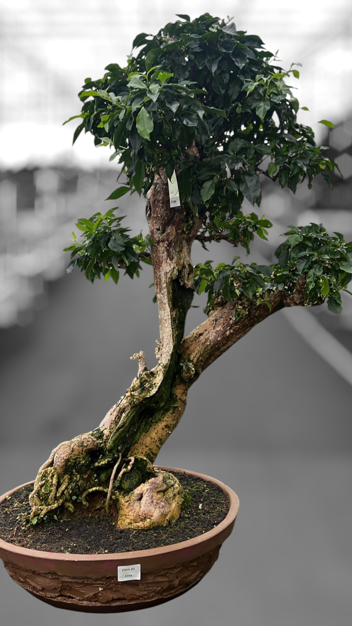 Bougainvillea spectabilis, pot 55 cm, height 140cm. (single item), D 55