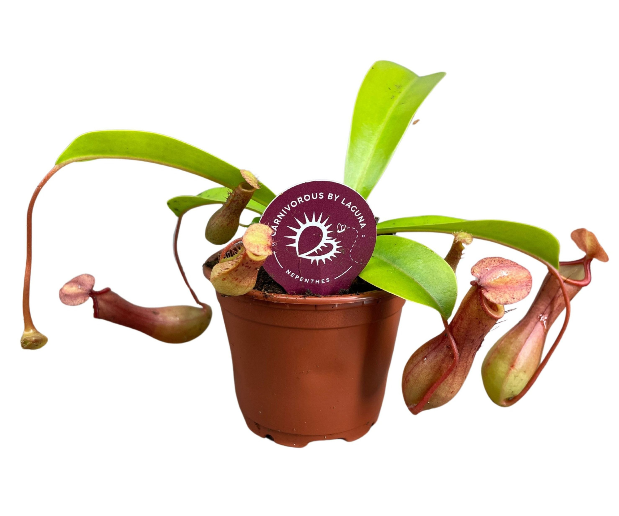 Nepenthes Alata 8,5 cm, D 8,5