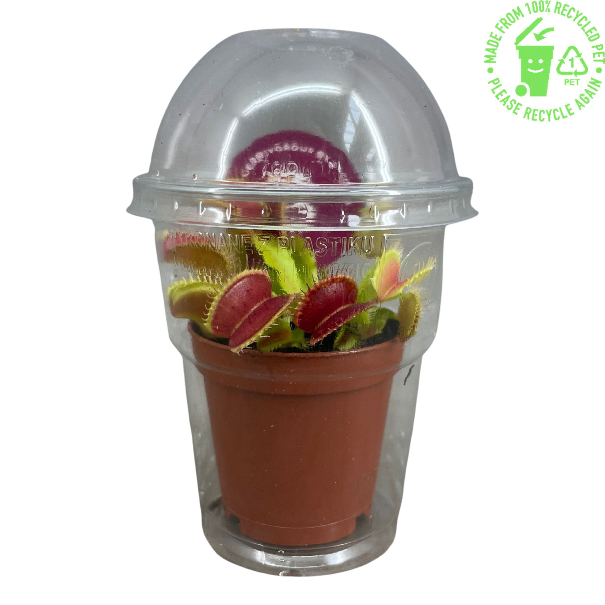 Dionaea Muscipula in beker, D 5,5