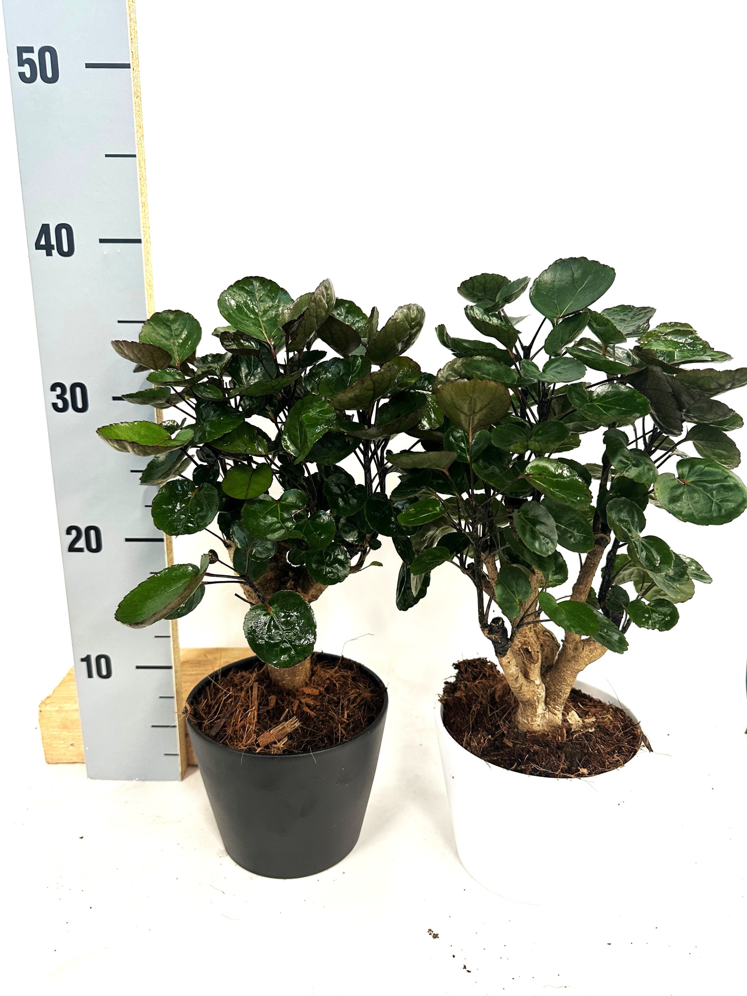 Polyscias Fabian in Keramiek, D 13 cm