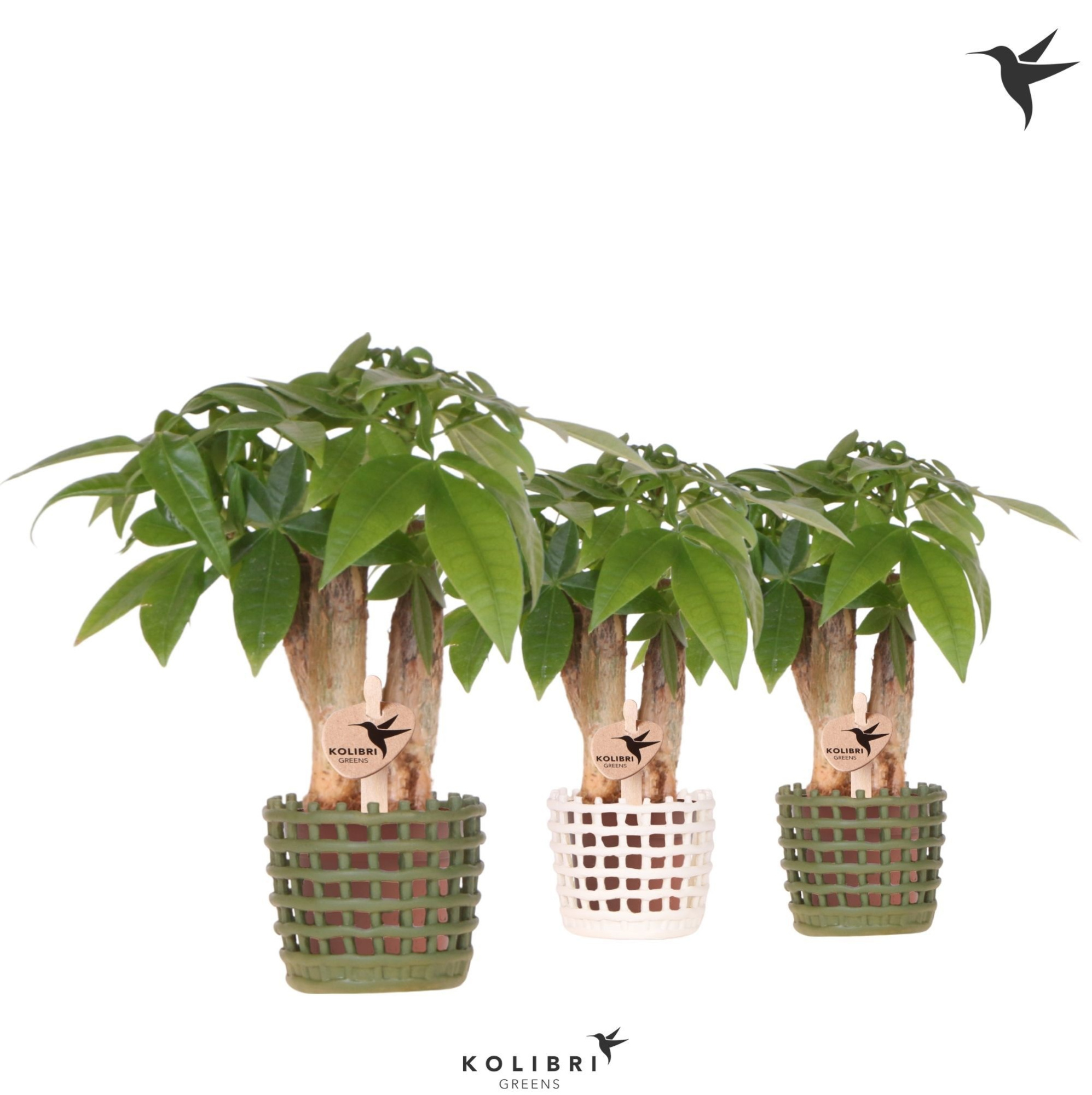 Kolibri Greens Pachira in Mesh pot mix, D 6