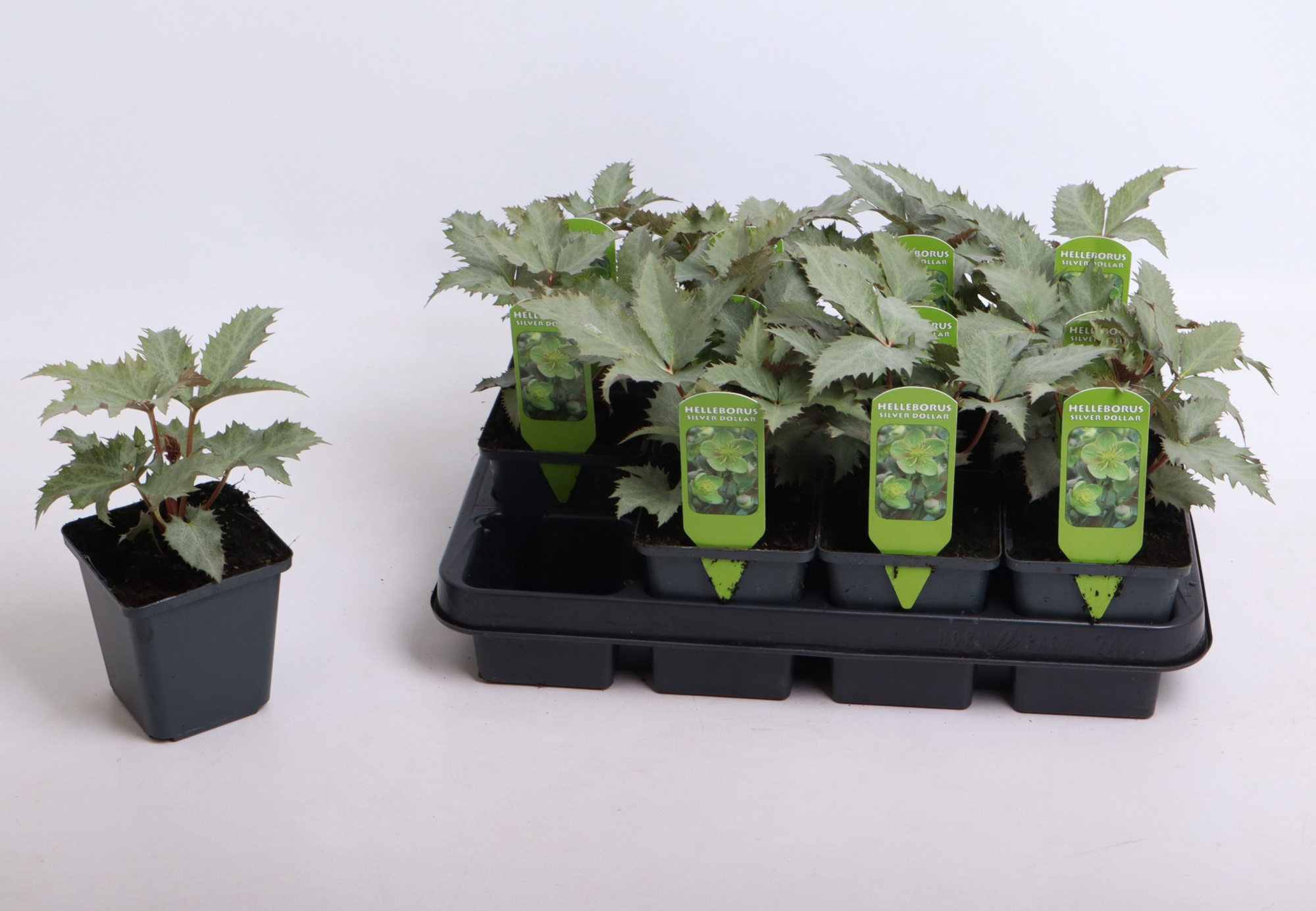 Helleborus sternii 'Silver Dollar' 9 cm, D 9 cm