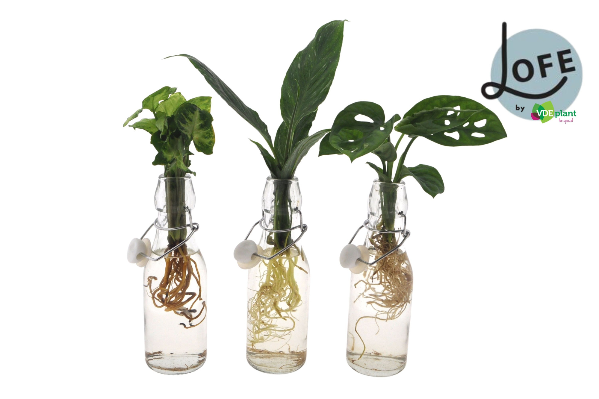 LOFE | Intenz mix in Ann Glas (witte dop) - levertijd: 24 uur, D 7