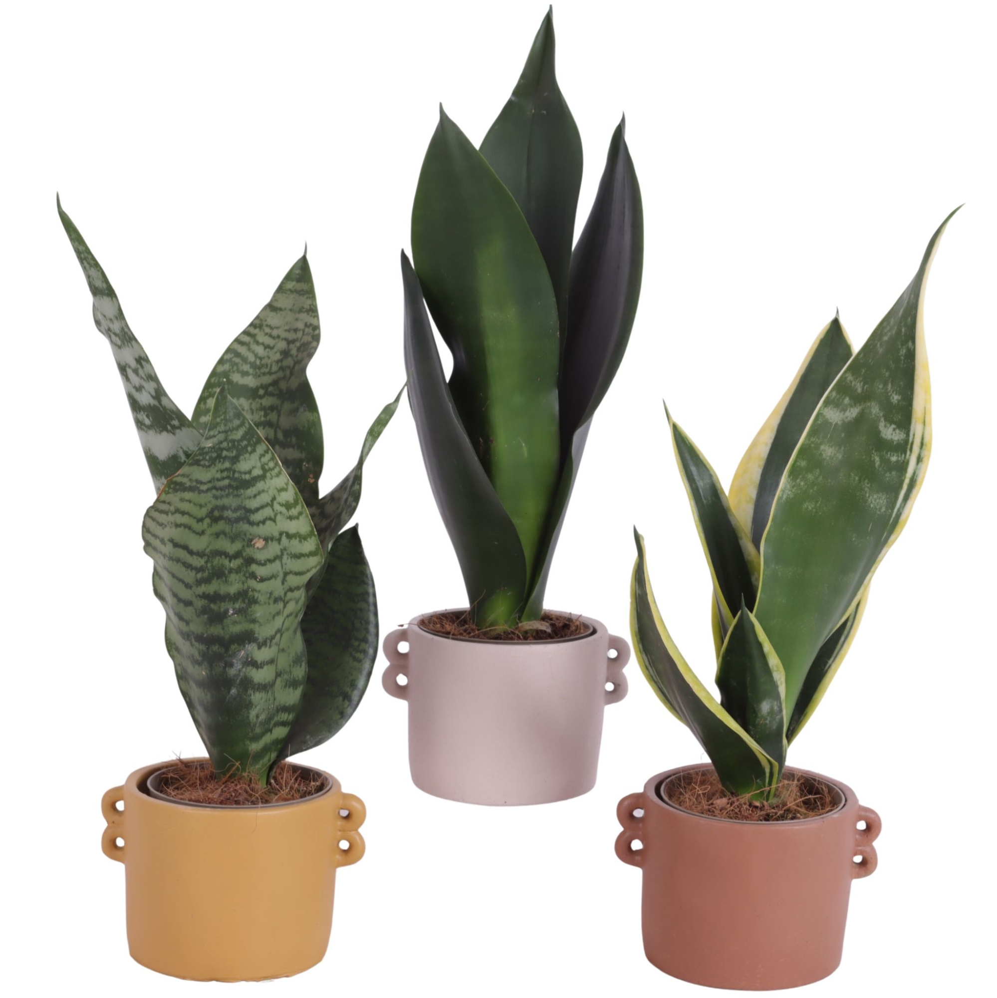Sansevieria mix Ø09cm in Ø12cm Ceramic EV562, D 12