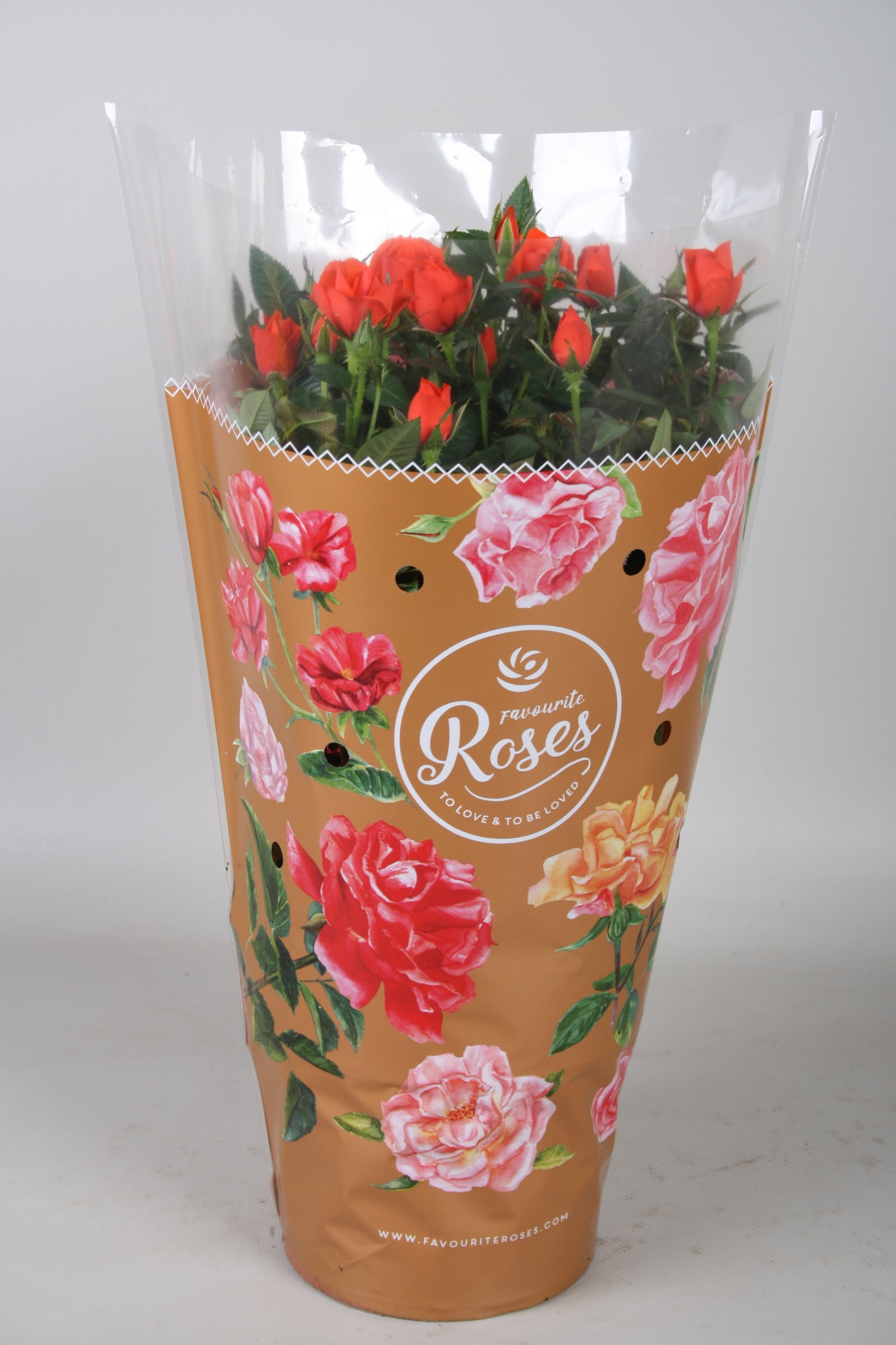 Rosa Favourite Roses orange+seizoenshoes, D 17 cm
