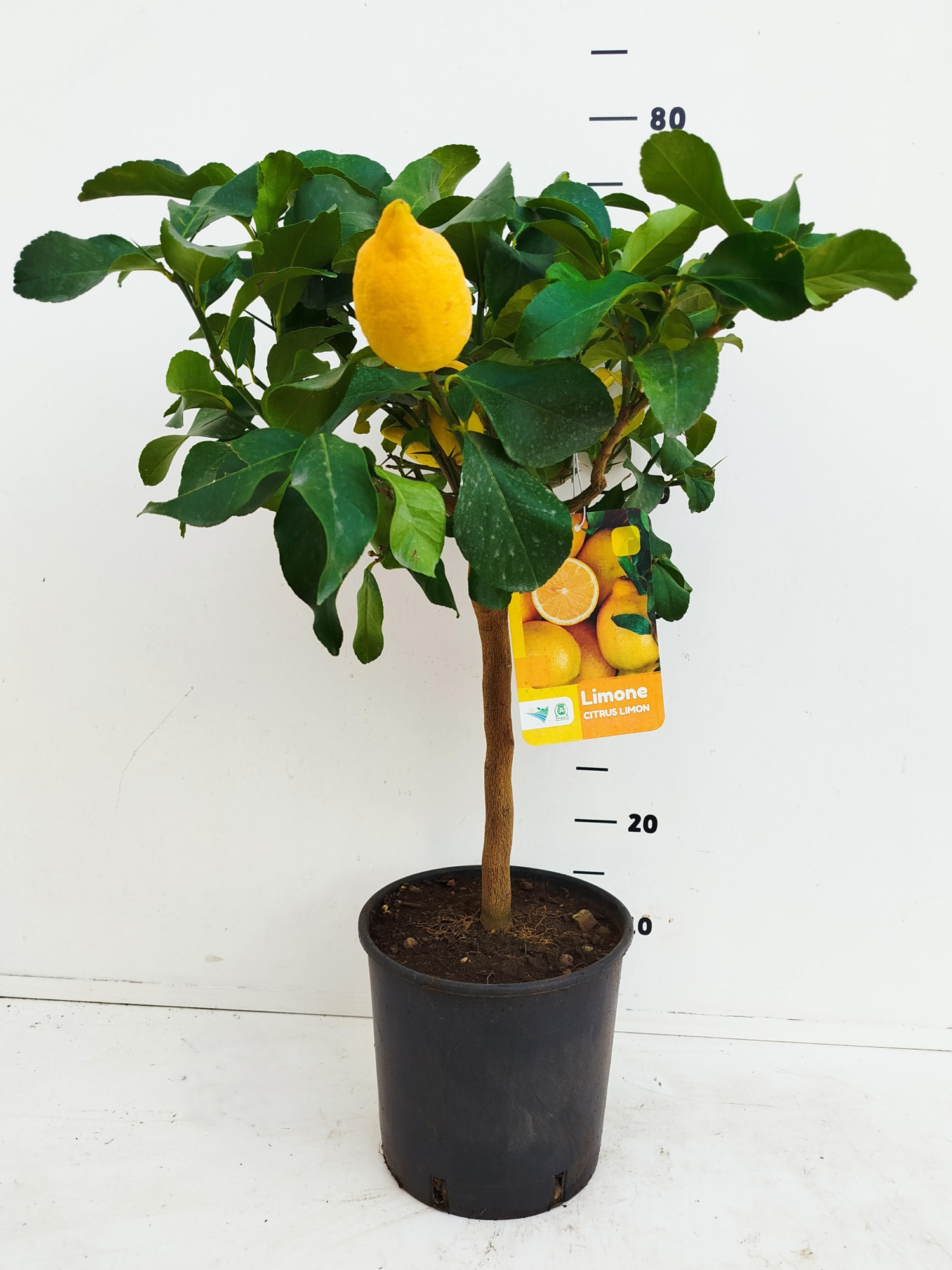 Citrus limon - Lemon, D 21