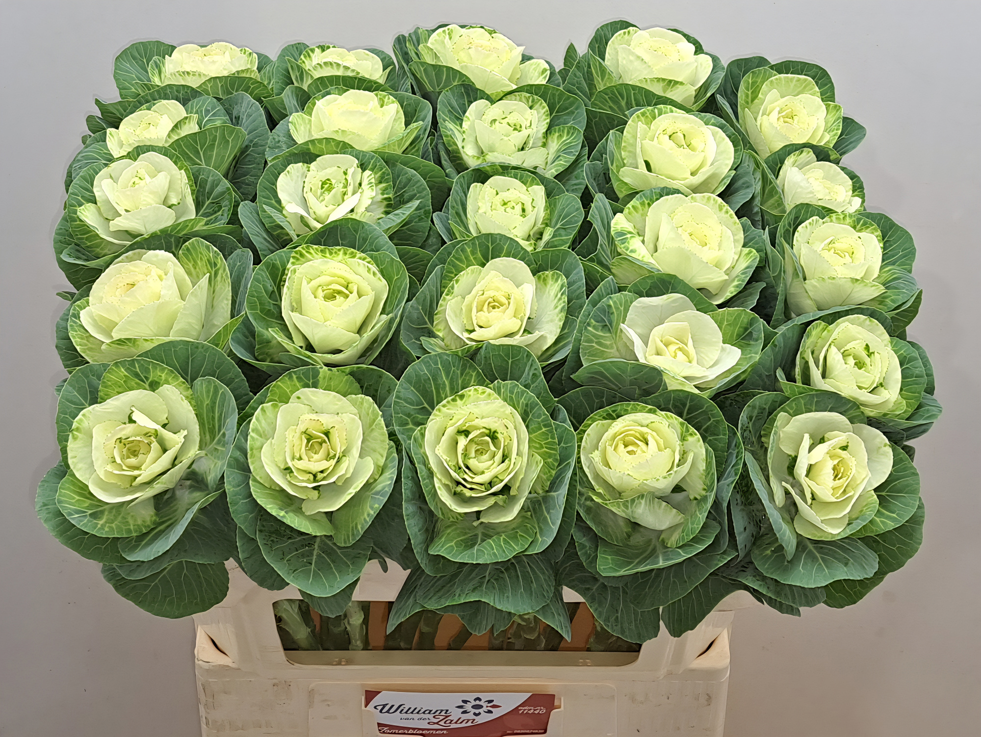 Брассика Вайт Крэйн 70, шт.