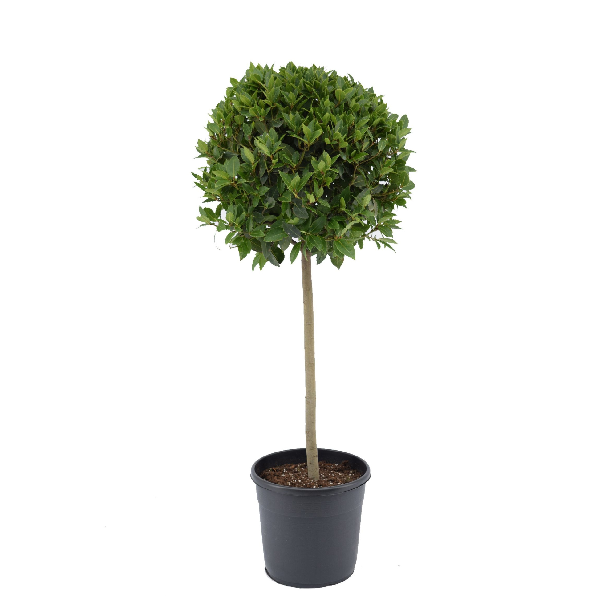 Laurus nobilis Bol op stam, D 30 cm