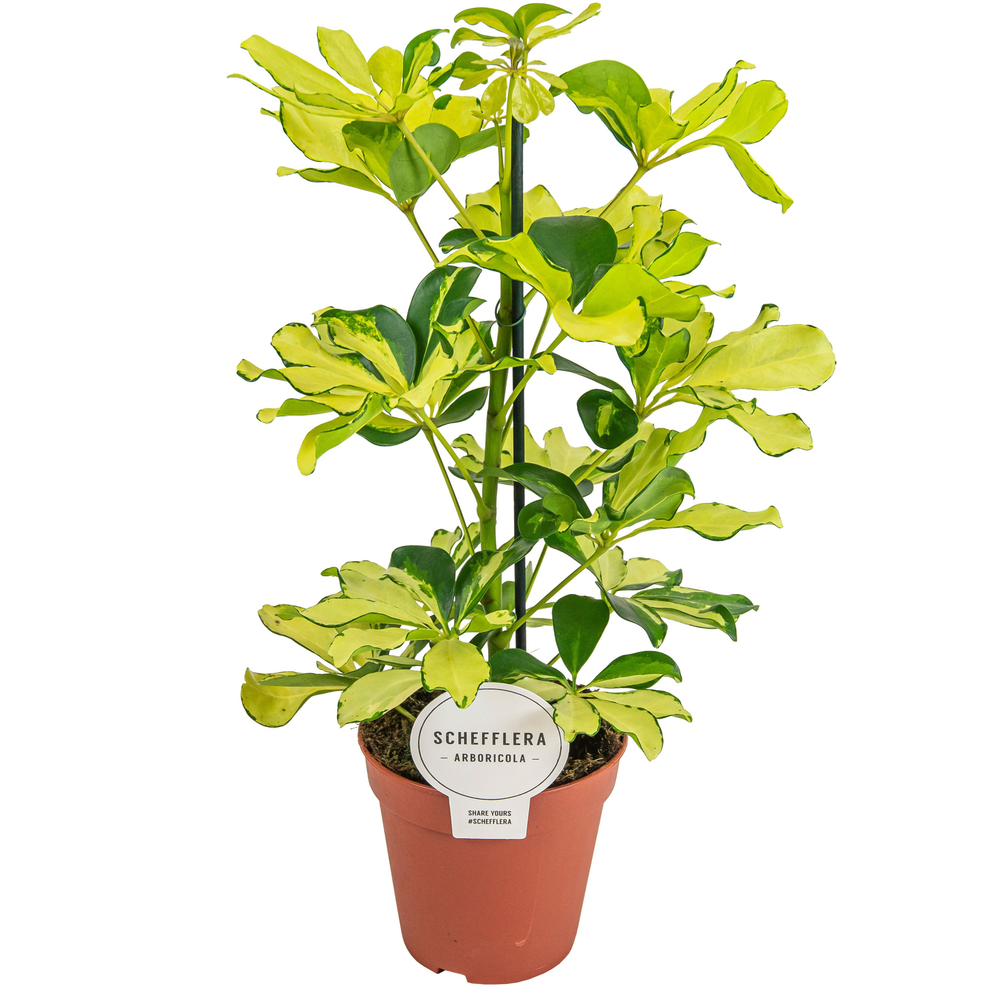 Schefflera Melanie, D 13 cm