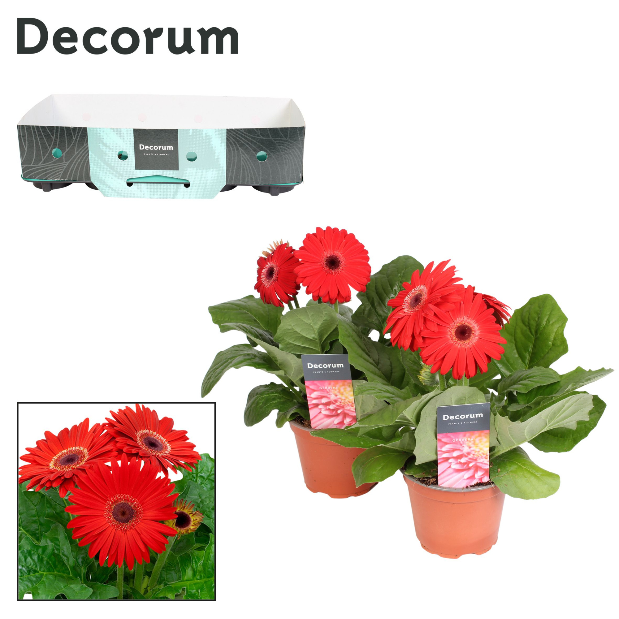 Gerbera 2+ bl. 12cm rood (diverse kleurtinten) Decorum, D 12 cm