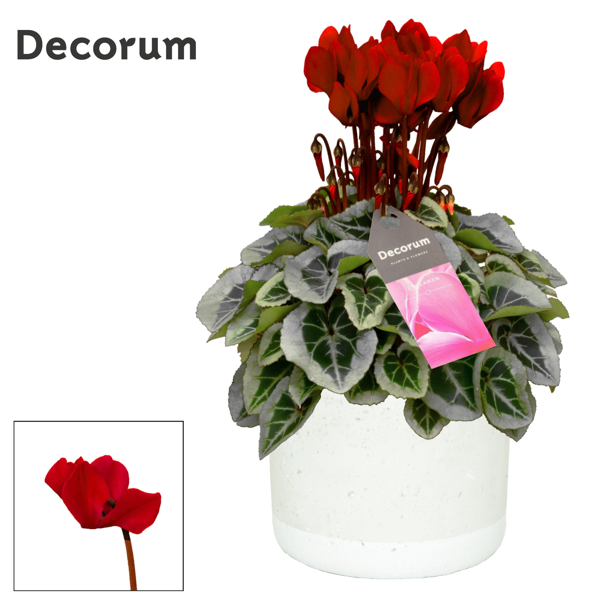 Cyclamen SS Picasso Wijnrood in Jade Decorum, D 14 cm