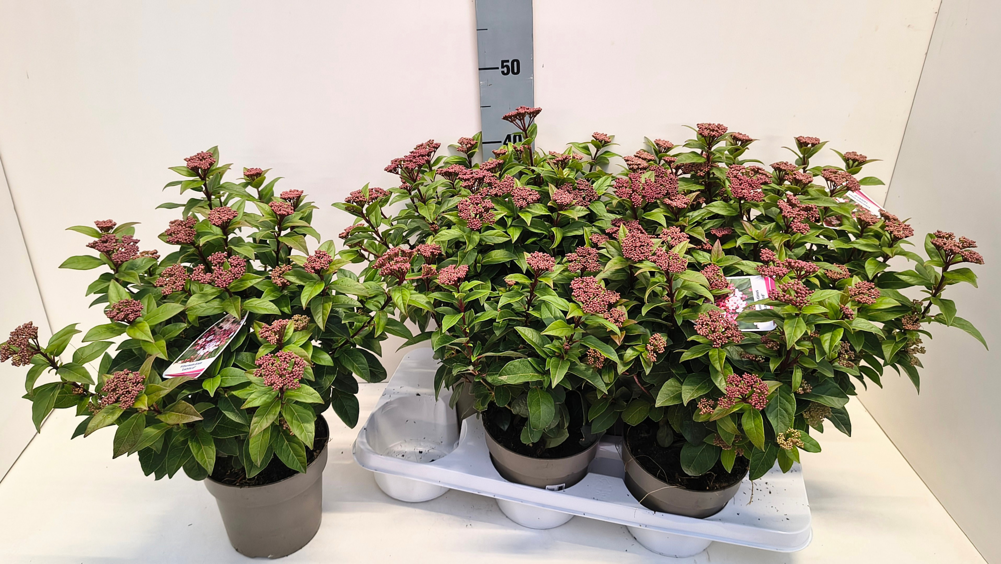 Viburnum Ladybird 15T, D 15