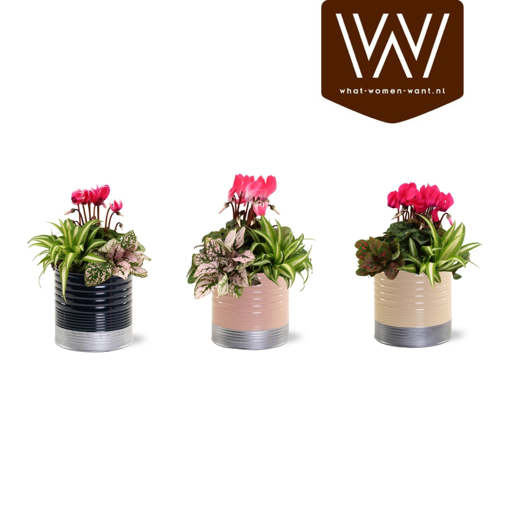 Collectie "Bubbles & wine" - Arrangement in Zink Nola, D 12 cm