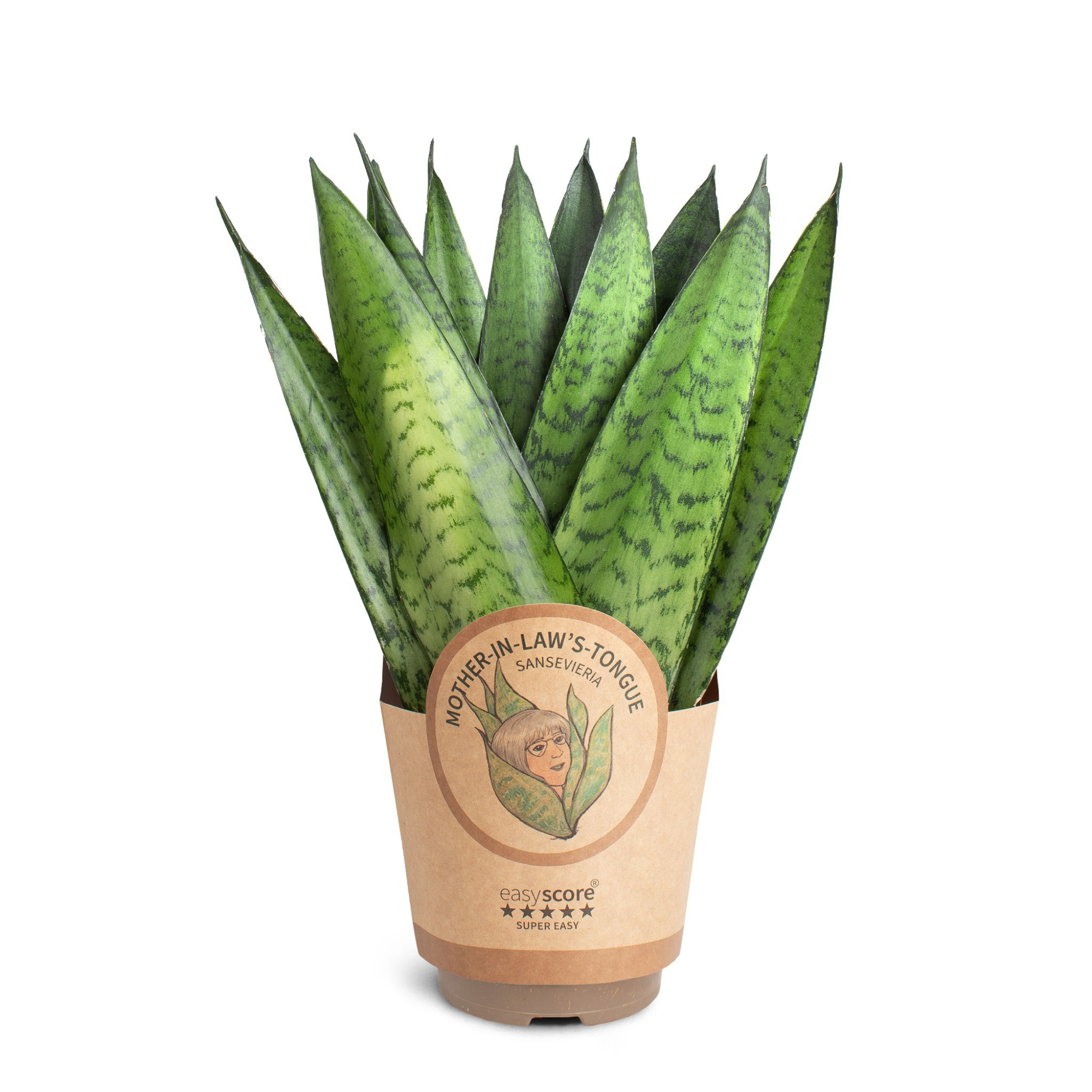 Sansevieria zeylanica ´Fan´, D 11