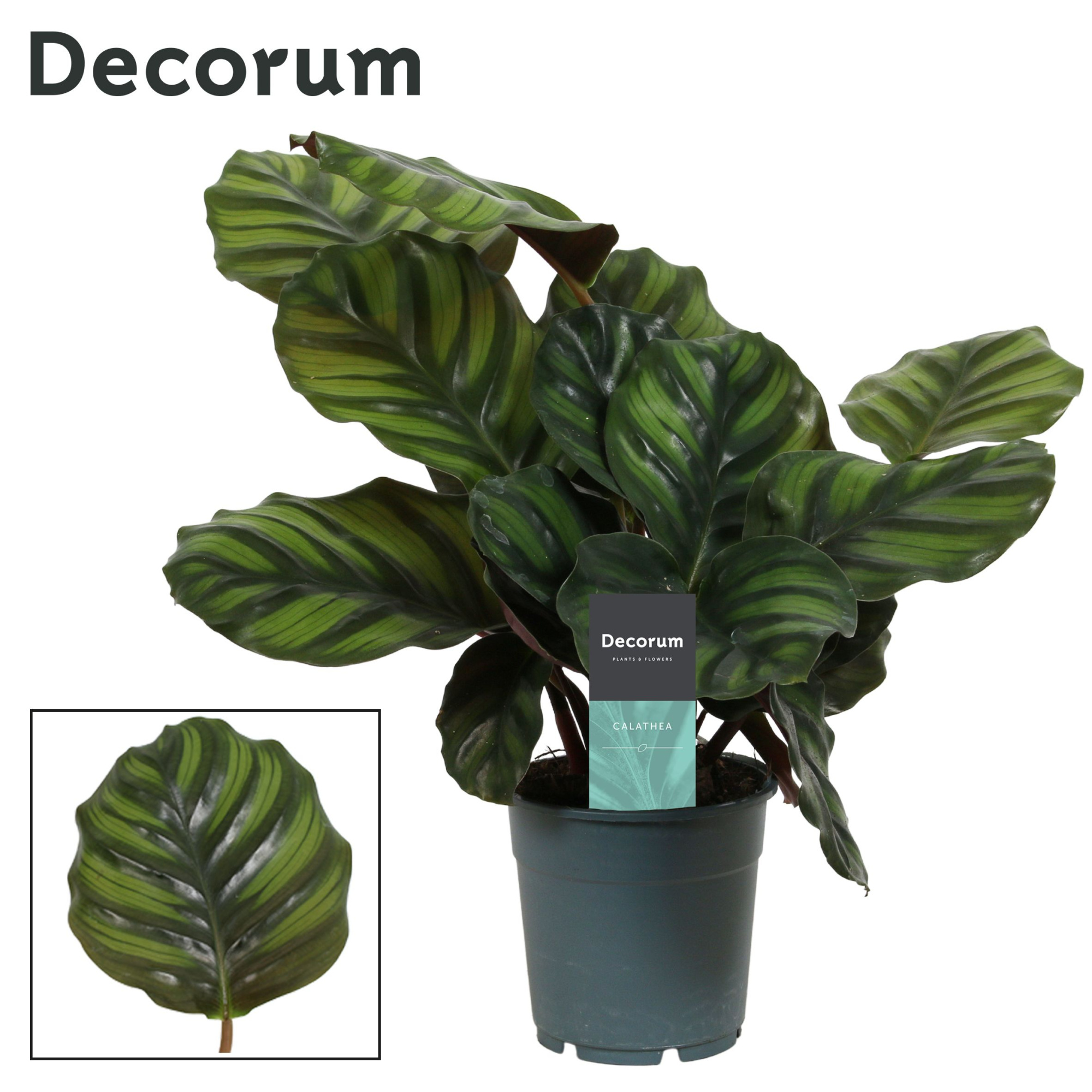 Calathea Fasciata (Decorum), D 12