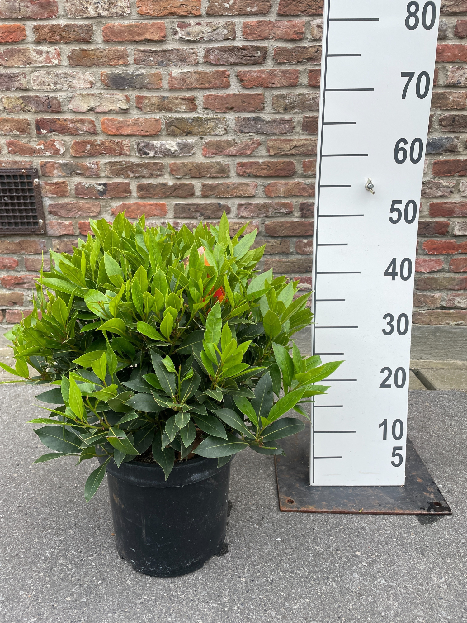 LAURUS NOBILIS BOL 35/40 P20, D 20