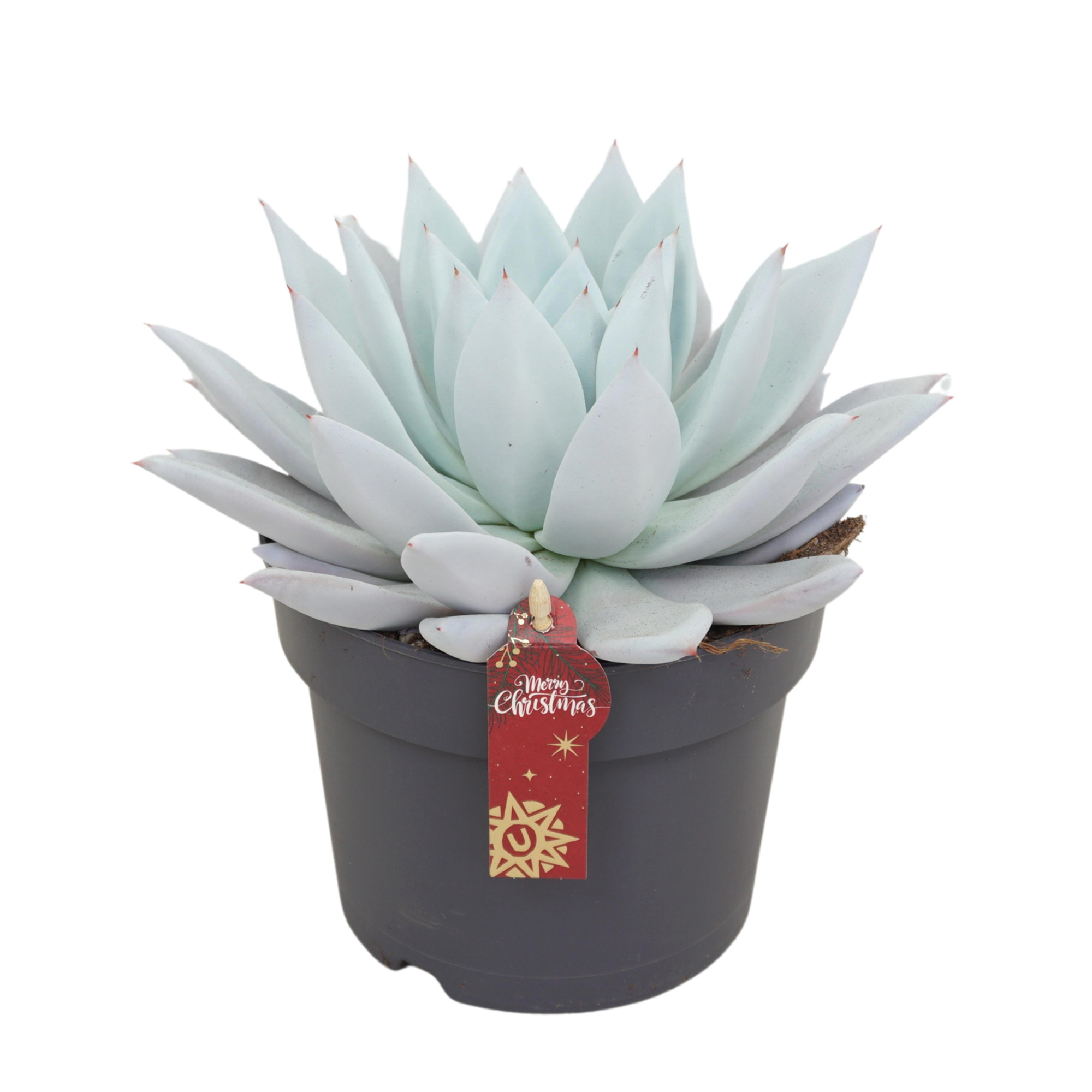 Echeveria mexican giant 17 cm met Kerst etiket, D 17 cm