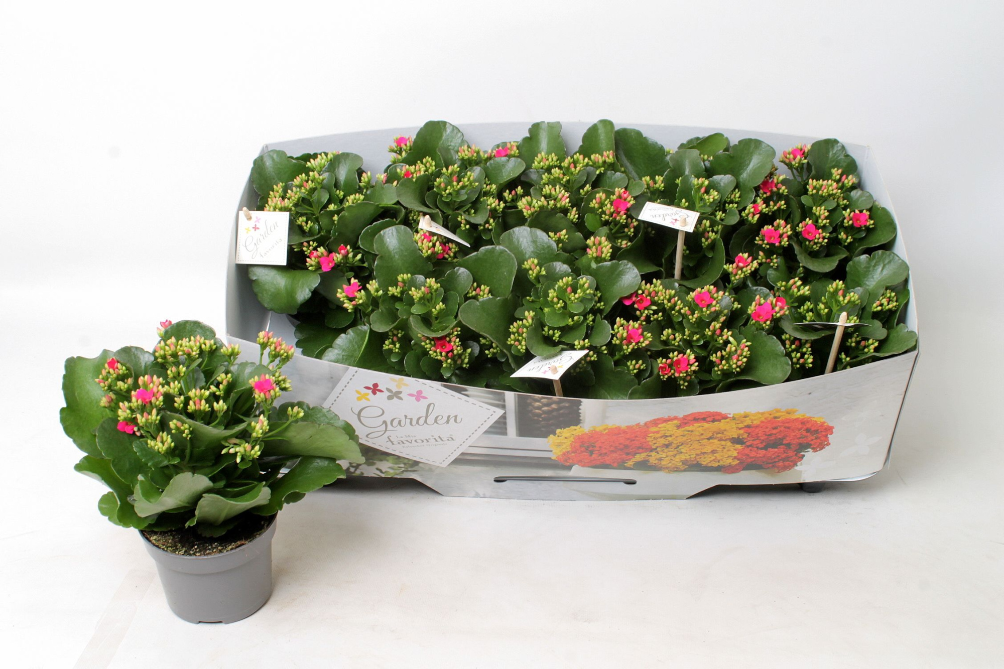Kalanchoe garden favorita pink, D 10,5 cm