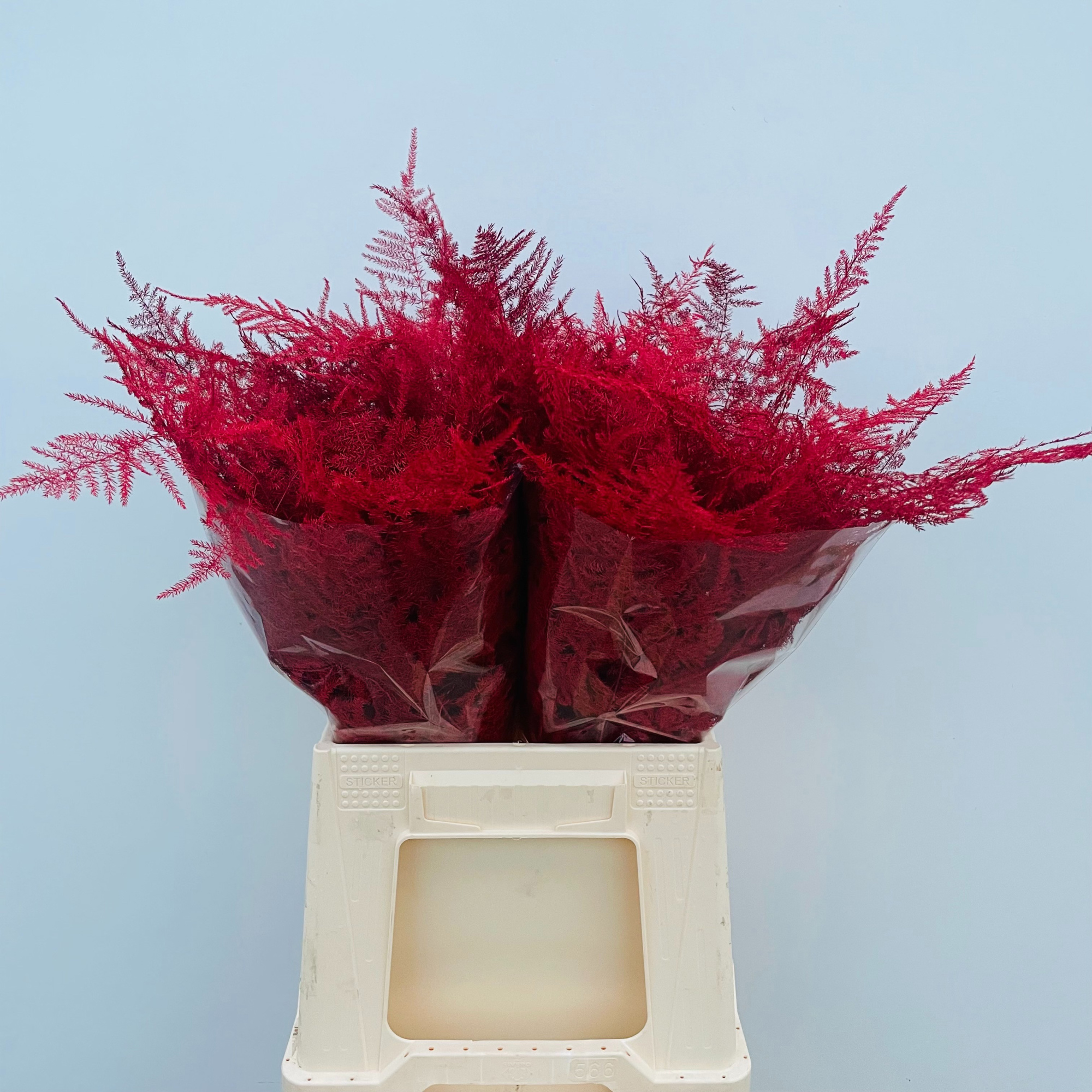 Аспарагус Овериг Крашеный (краш. ) 45, шт.