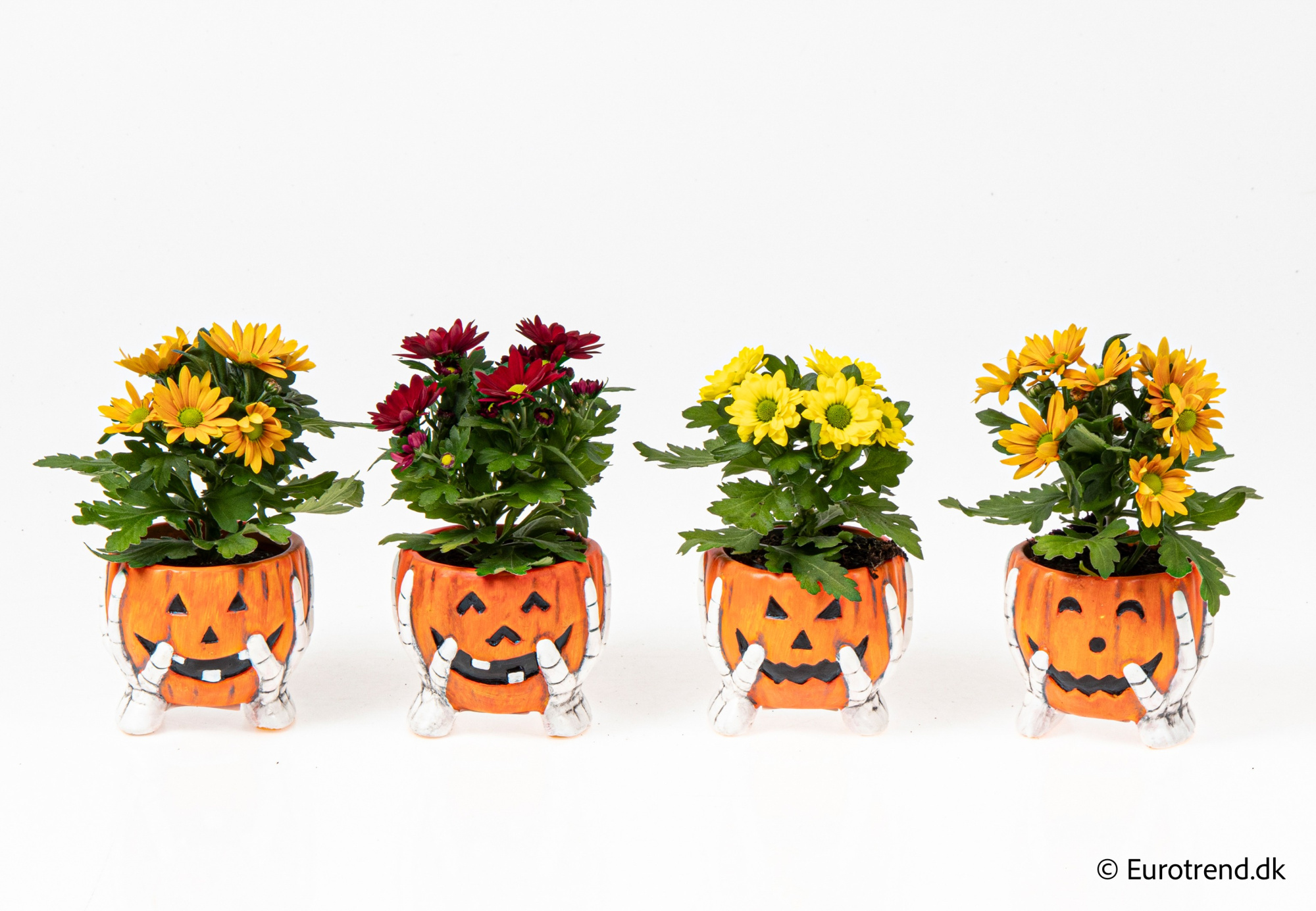 Chrysanthemum in Halloween ceramic 2025, D 6 cm