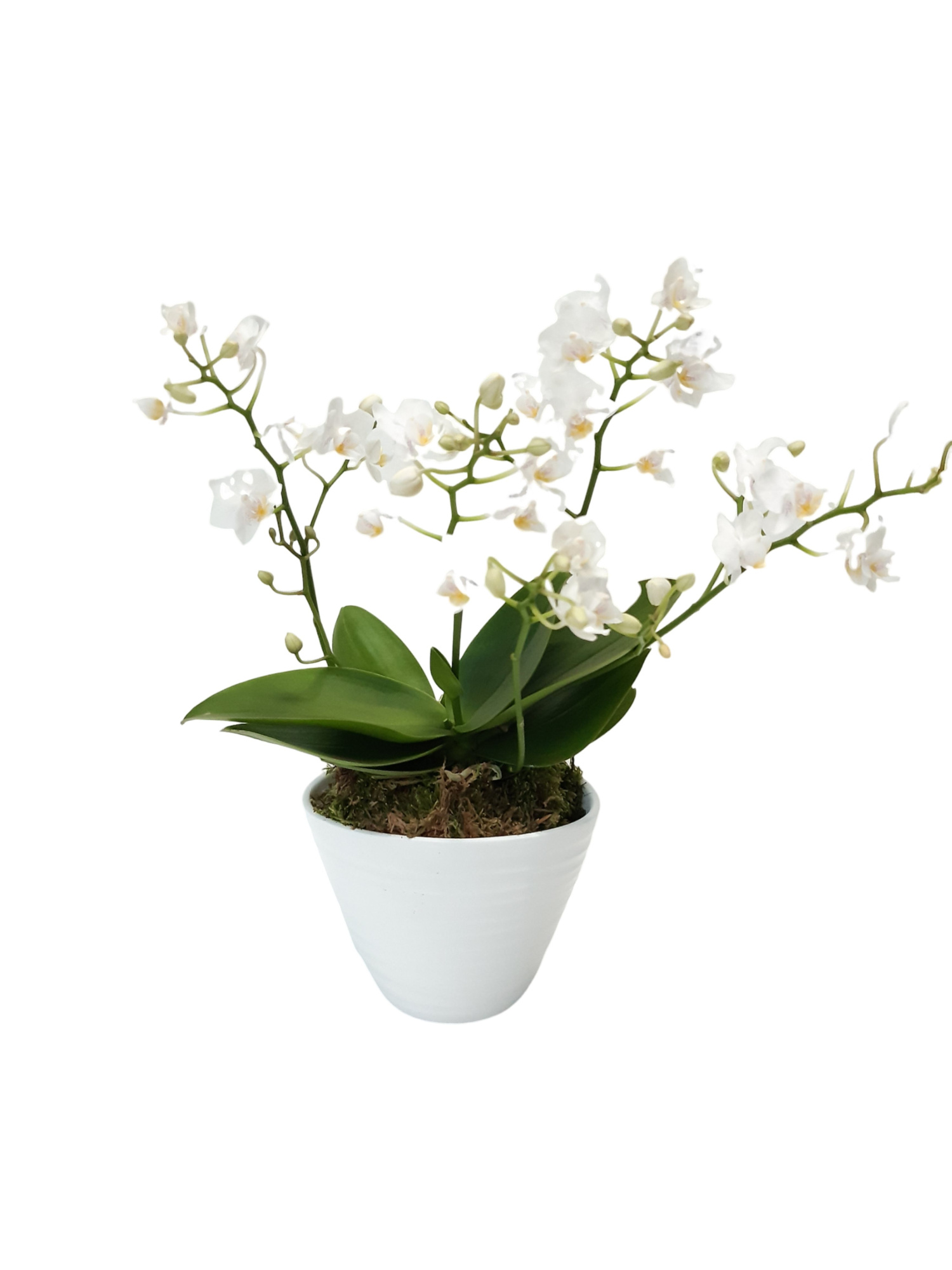 325PWO Eclips pot wit + Wild Orchids 4t+, D 14 cm