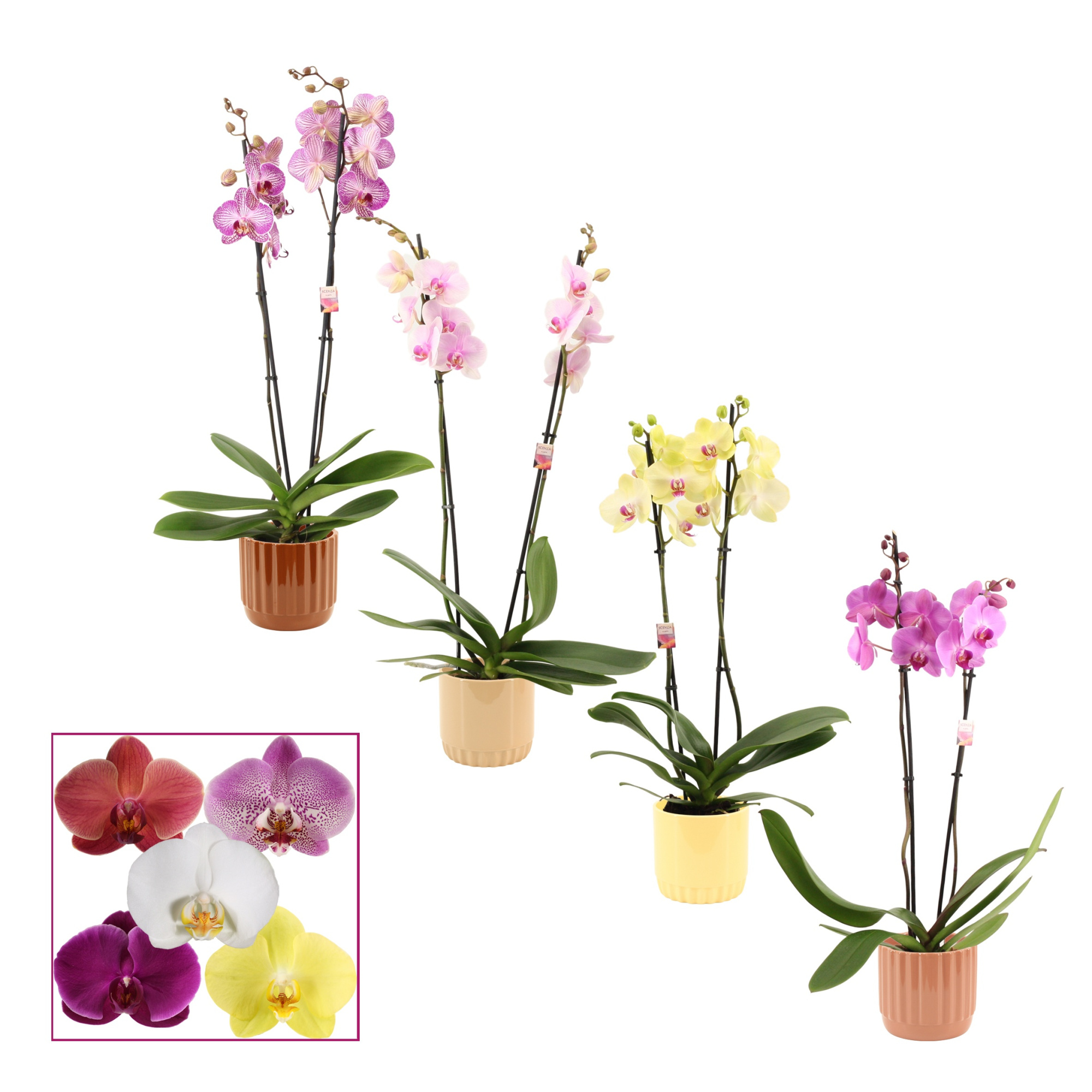 Phalaenopsis 2 tak 14+ mix in Liam (Coffee blend-collection), D 12 cm