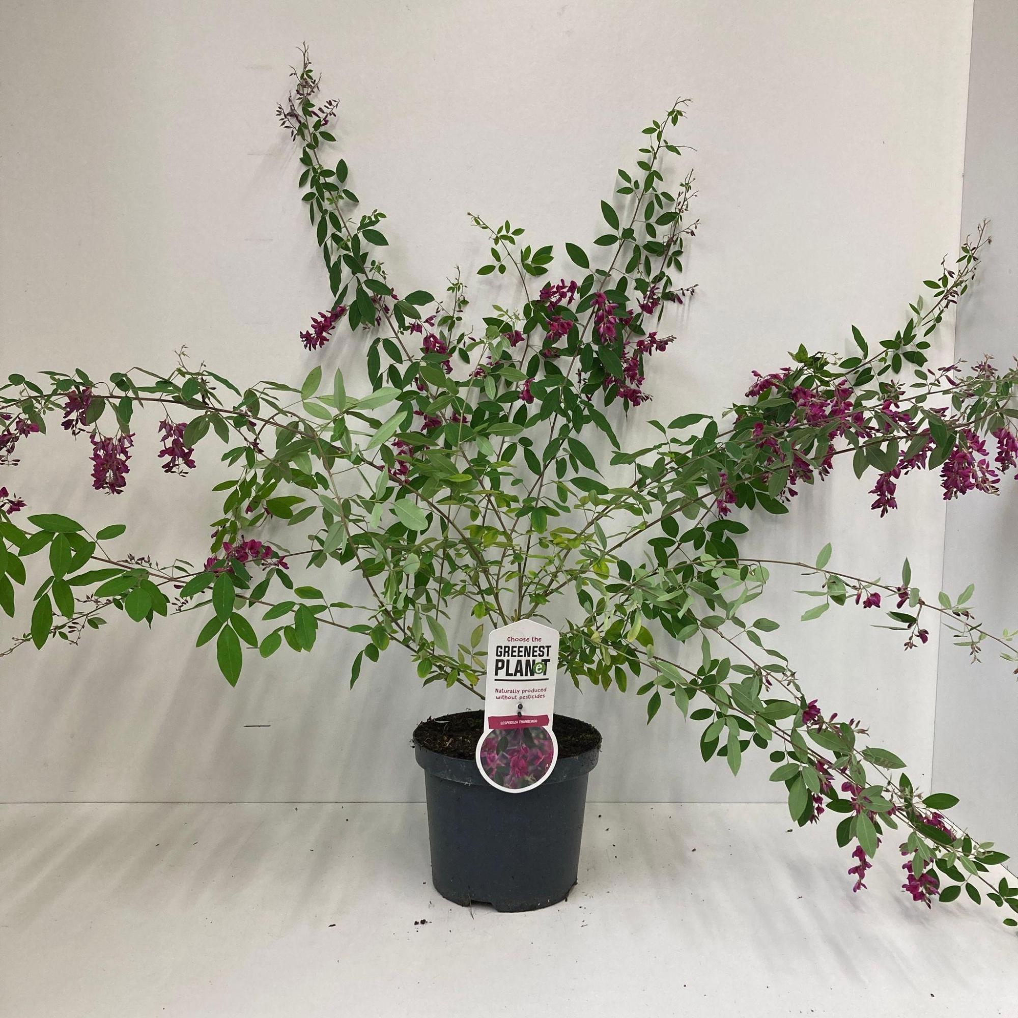 Lespedeza thunbergii, D 19
