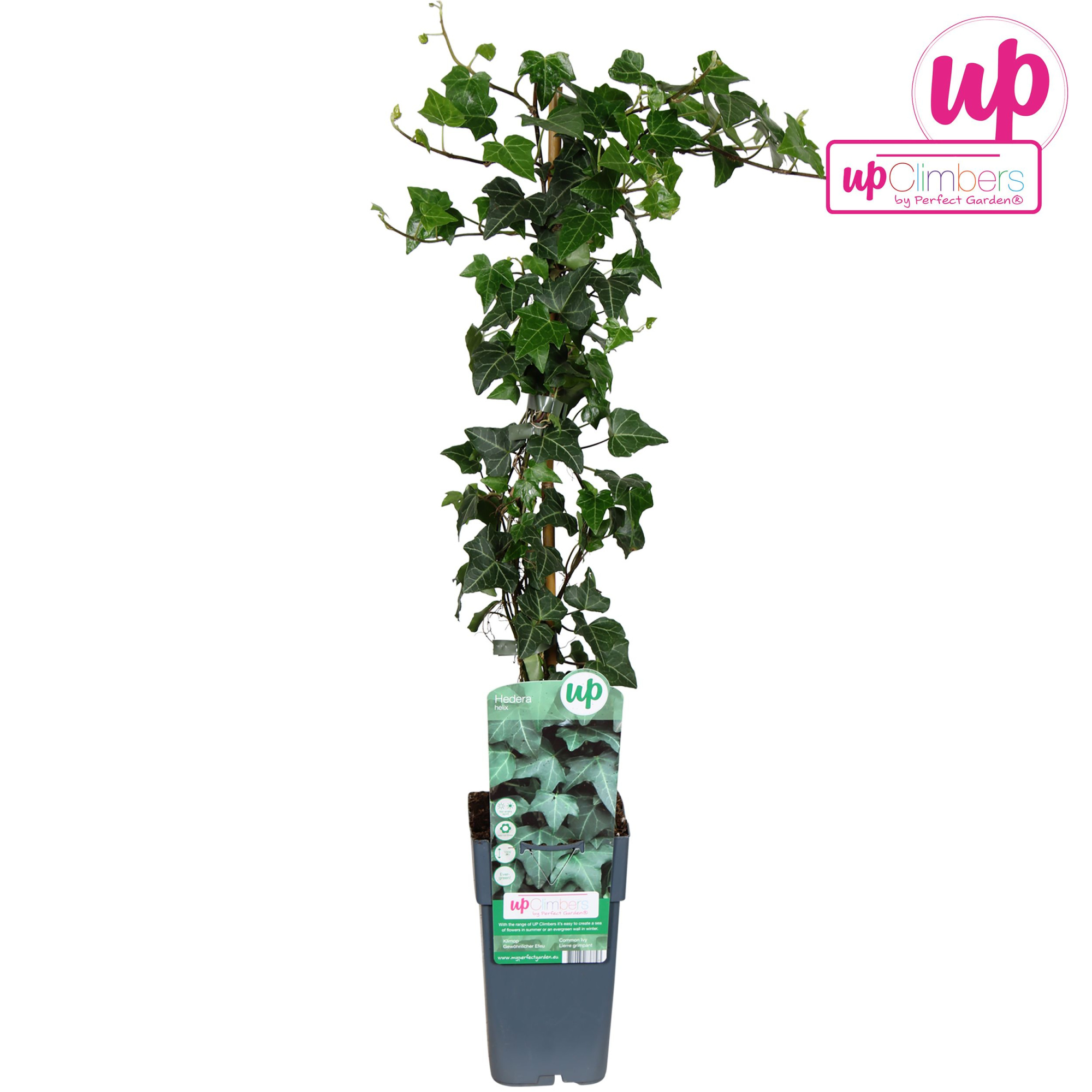 Hedera helix P15, D 15 cm