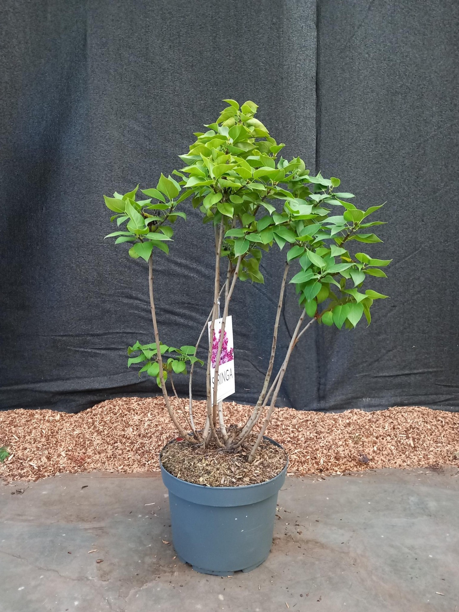 Syringa Michel Buchner, D 29 cm