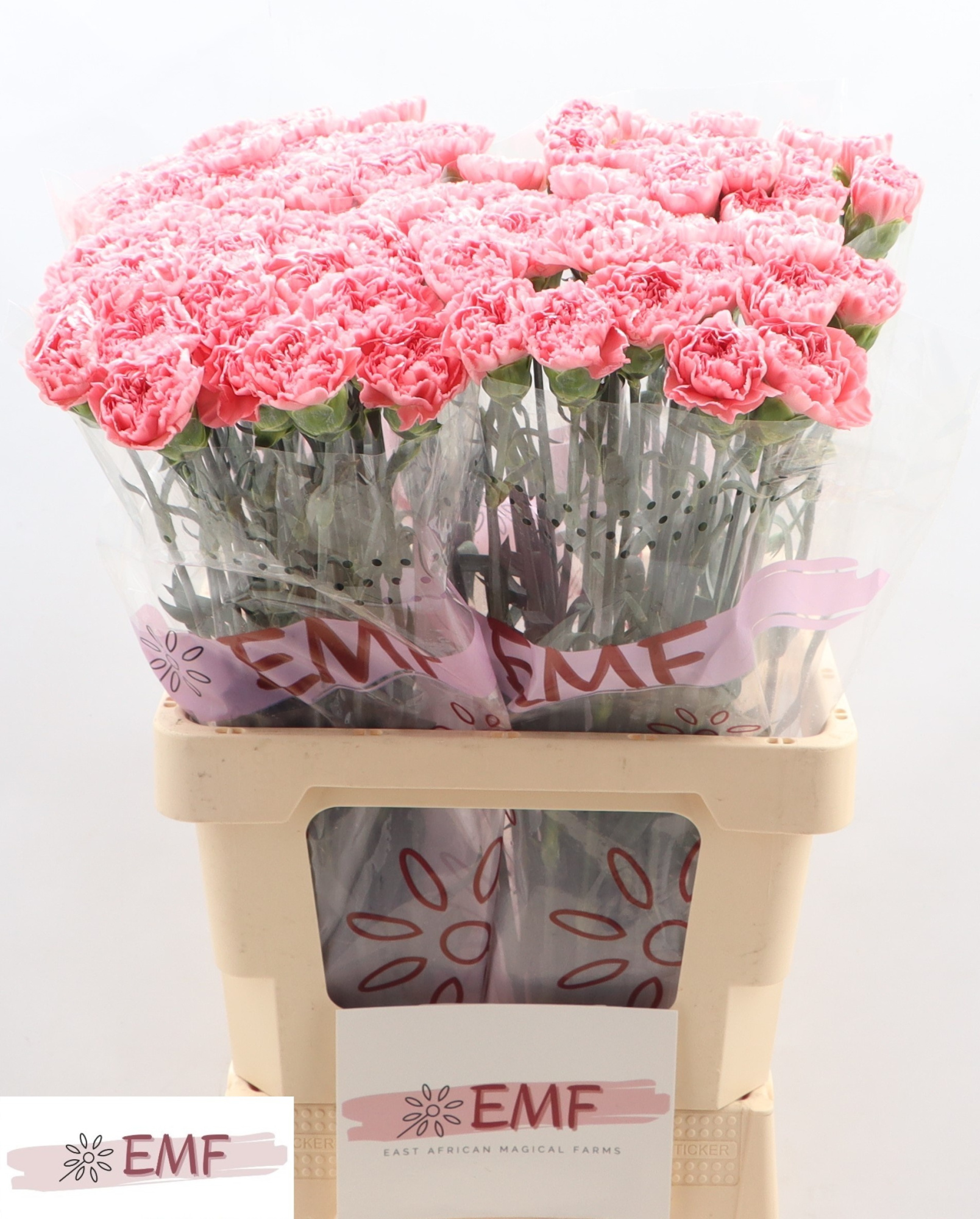 Диантус од. Тру Лав, шт.