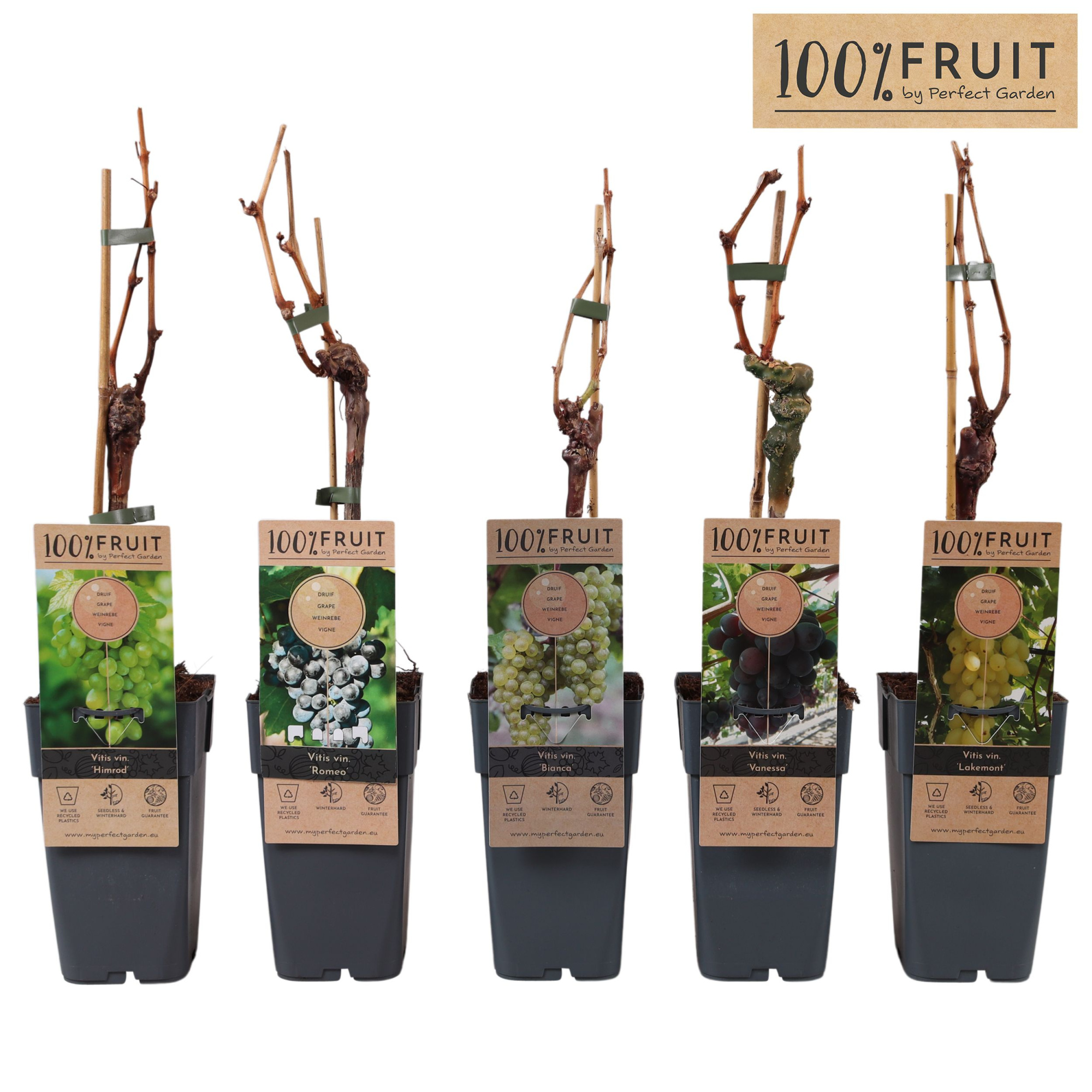 Vitis mix laag geent P15, D 15