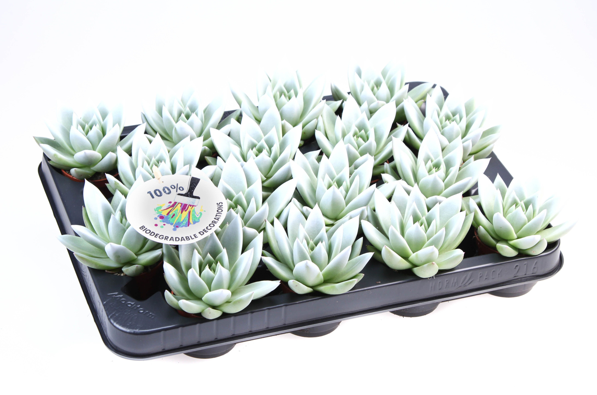 Miranda white tips, D 6 cm