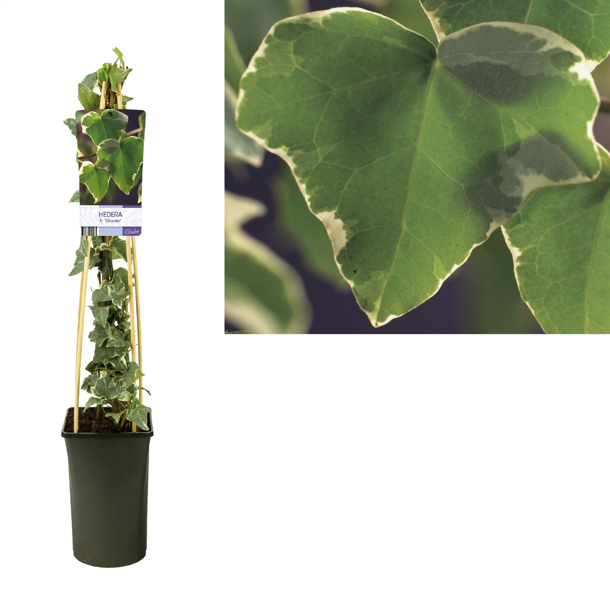 Hedera h. 'Glacier' +light label, D 17 cm