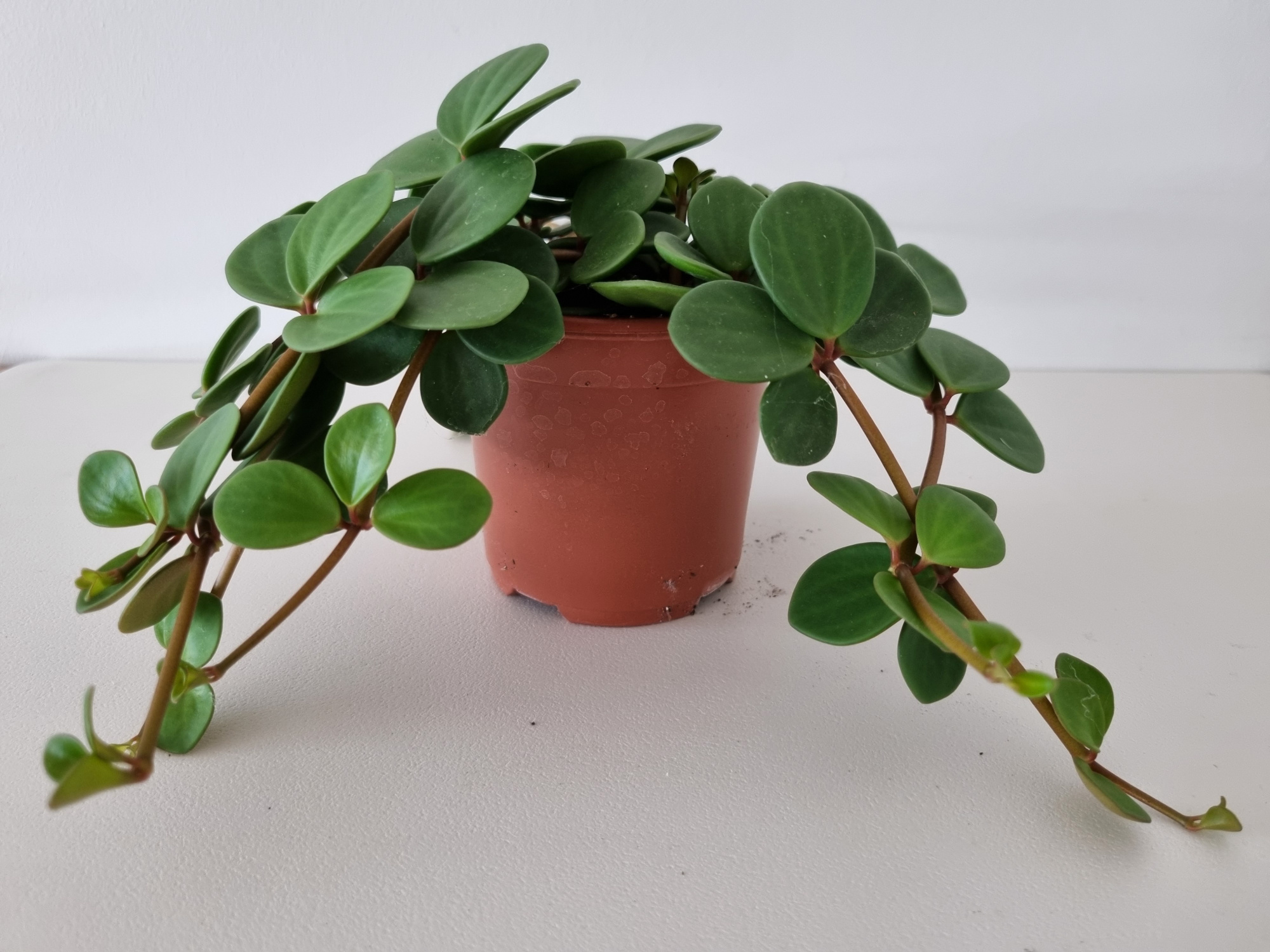 PEPEROMIA PECUNIFOLIA, D 11 cm