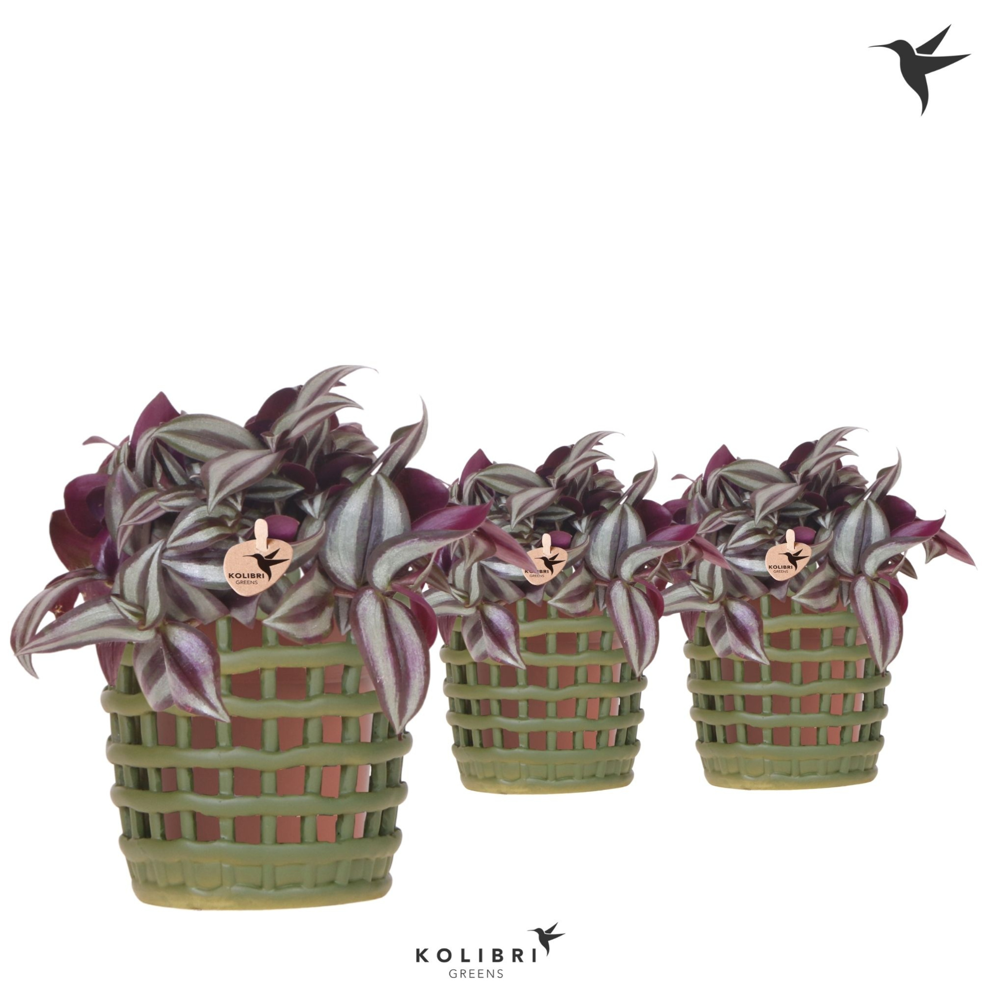 Kolibri Greens Tradescantia Zebrina in Mesh pot green, D 9 cm