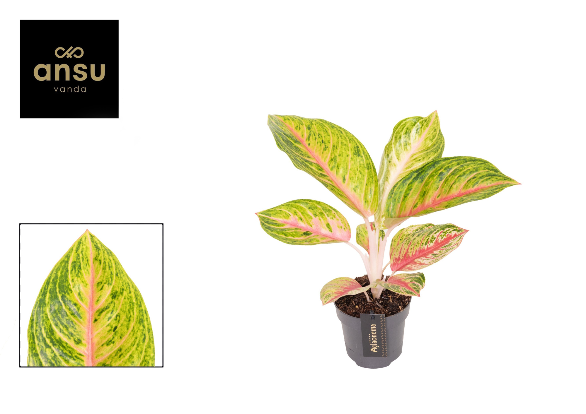 Aglaonema Grand Blossom, D 12 cm