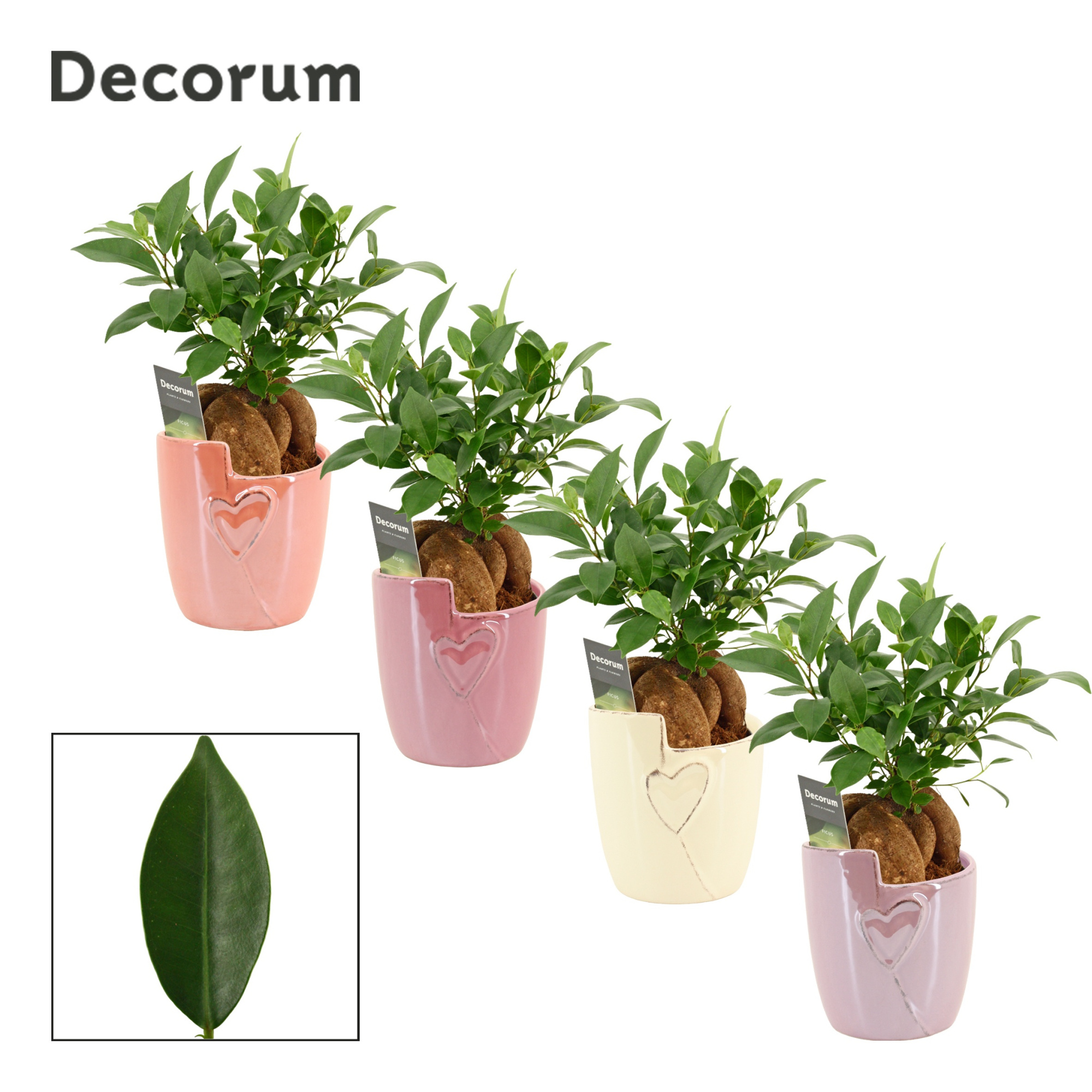 Ficus Ginseng 12 cm Retusa in Joa (Special moods-collection), D 12