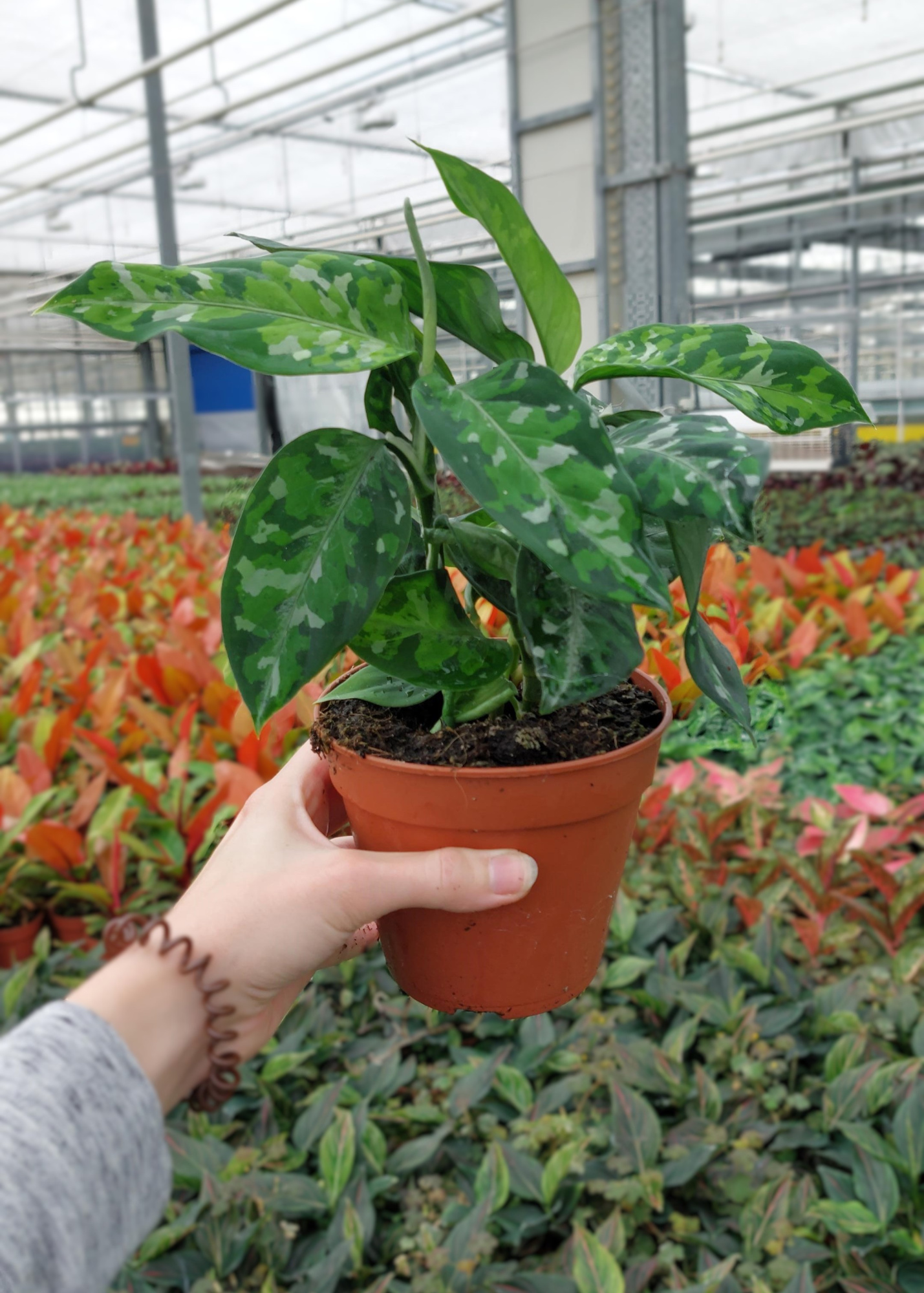 Aglaonema Pictum Tricolor, D 12 cm