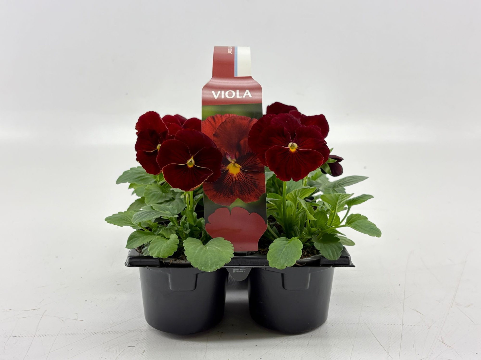 Sixpack Viola F1 Clear Red, D 9 cm